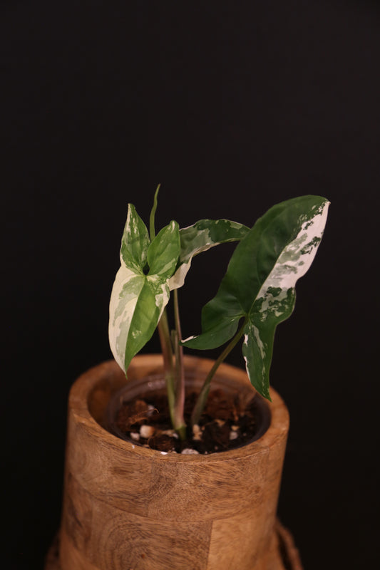 Syngonium Podophyllum Albo Variegata - 2 Plants - Bold White Variegation - Rooted Plant UK