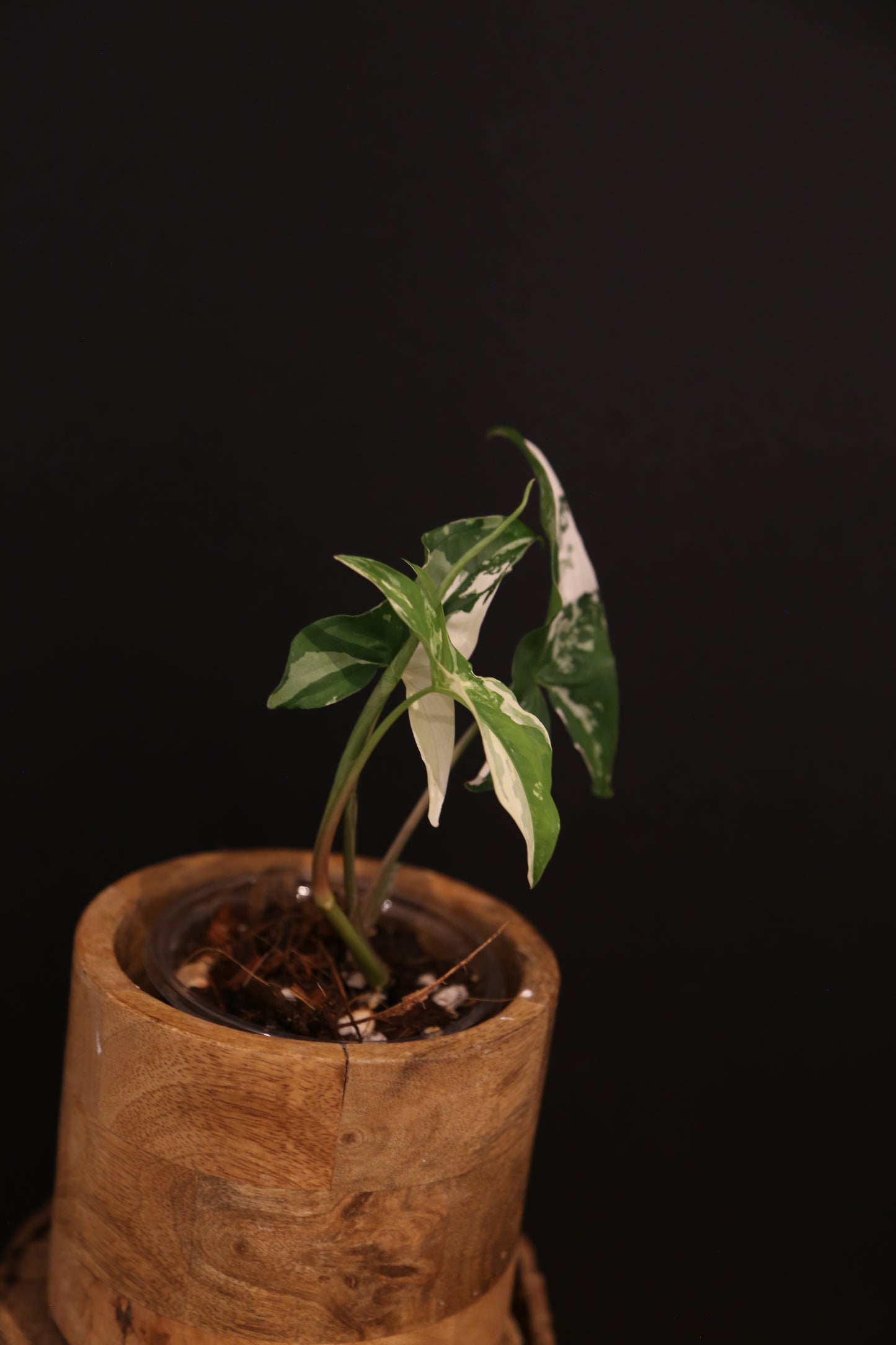 Syngonium Podophyllum Albo Variegata - 2 Plants - Bold White Variegation - Rooted Plant UK