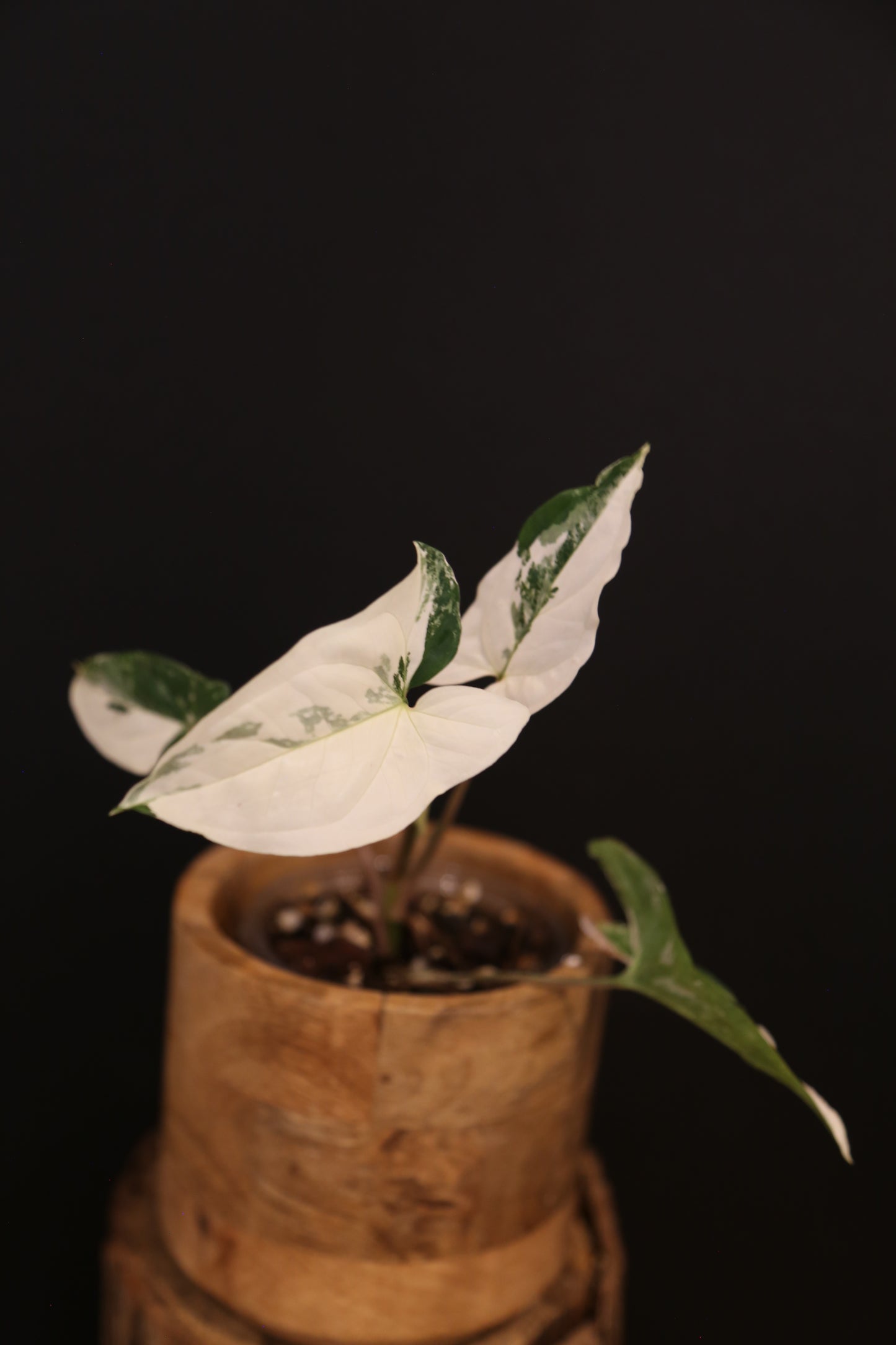 Syngonium Podophyllum Albo Variegata - Almost Full White Leaf - New Growth Emerging - Rooted Plant UK