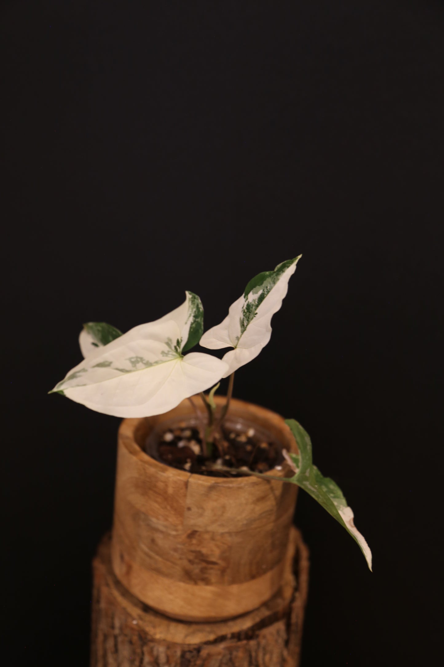 Syngonium Podophyllum Albo Variegata - Almost Full White Leaf - New Growth Emerging - Rooted Plant UK