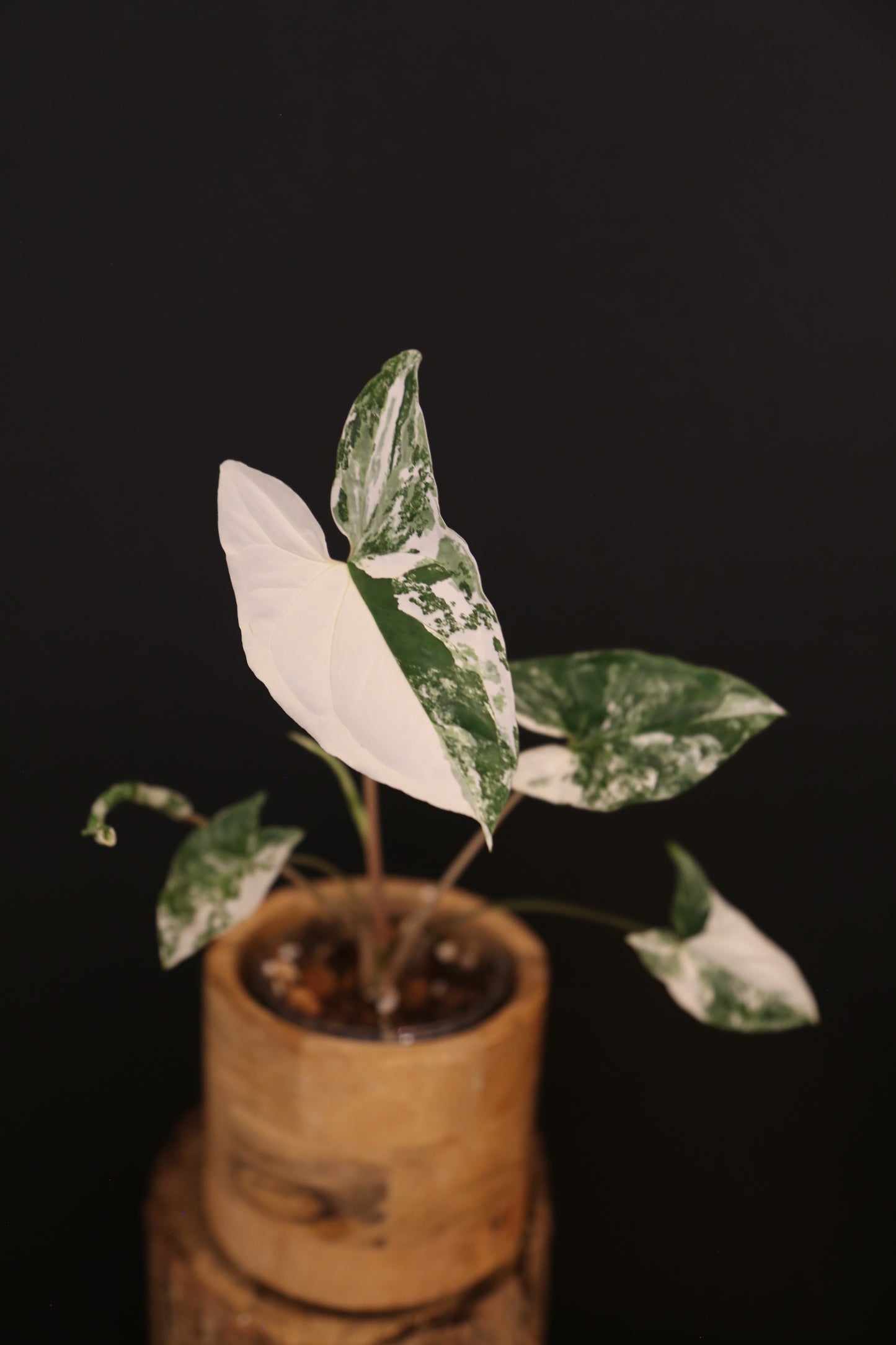 Syngonium Podophyllum Albo Variegata - Consistently High Variegation - Multiple Leaves - Rooted Plant UK