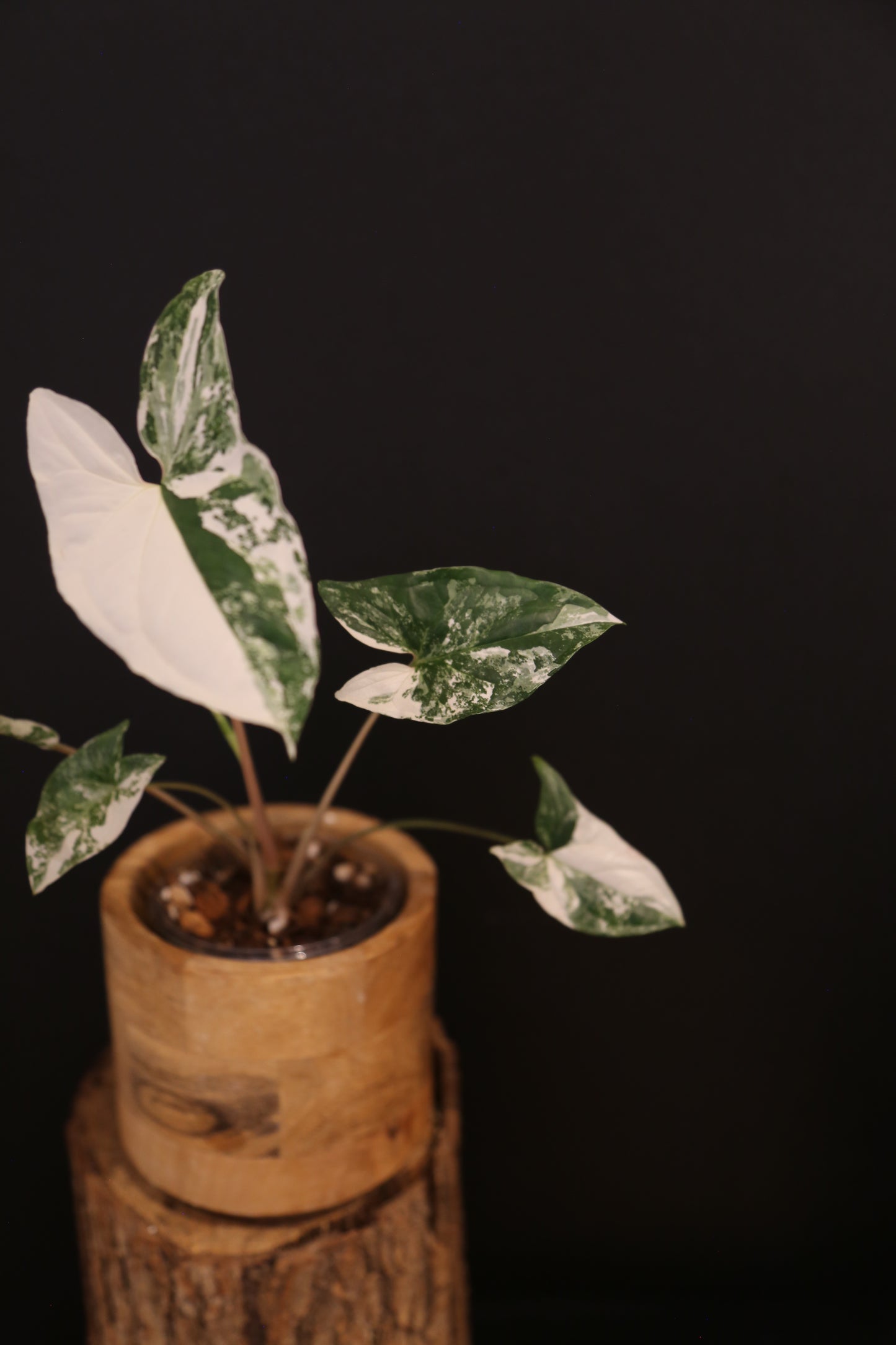 Syngonium Podophyllum Albo Variegata - Consistently High Variegation - Multiple Leaves - Rooted Plant UK