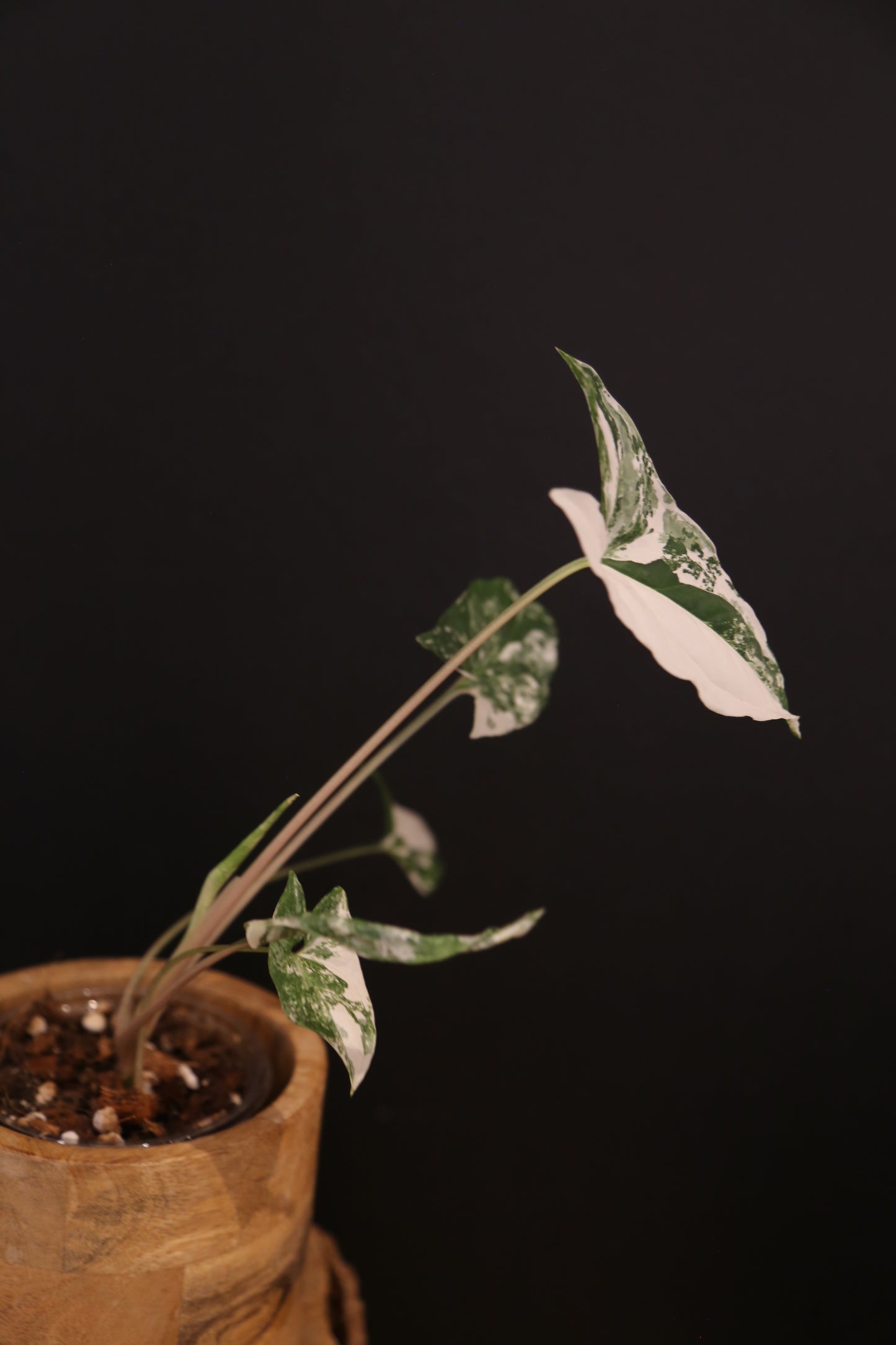 Syngonium Podophyllum Albo Variegata - Consistently High Variegation - Multiple Leaves - Rooted Plant UK
