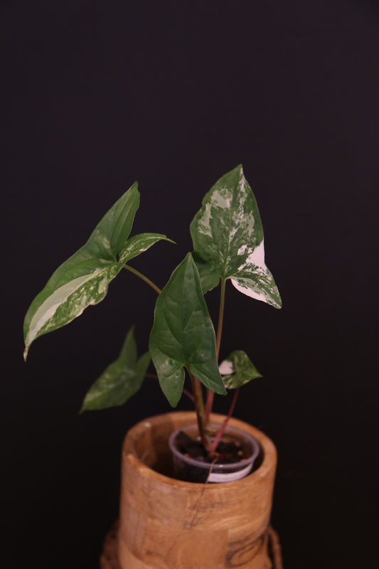 Syngonium Podophyllum Albo Variegata - Mixed Variegation - Full Bushy Plant - Rooted Plant UK