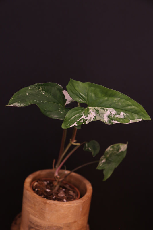 Syngonium Podophyllum Albo Variegata - Bold White Patches - Full Established Plant - Rooted Plant UK