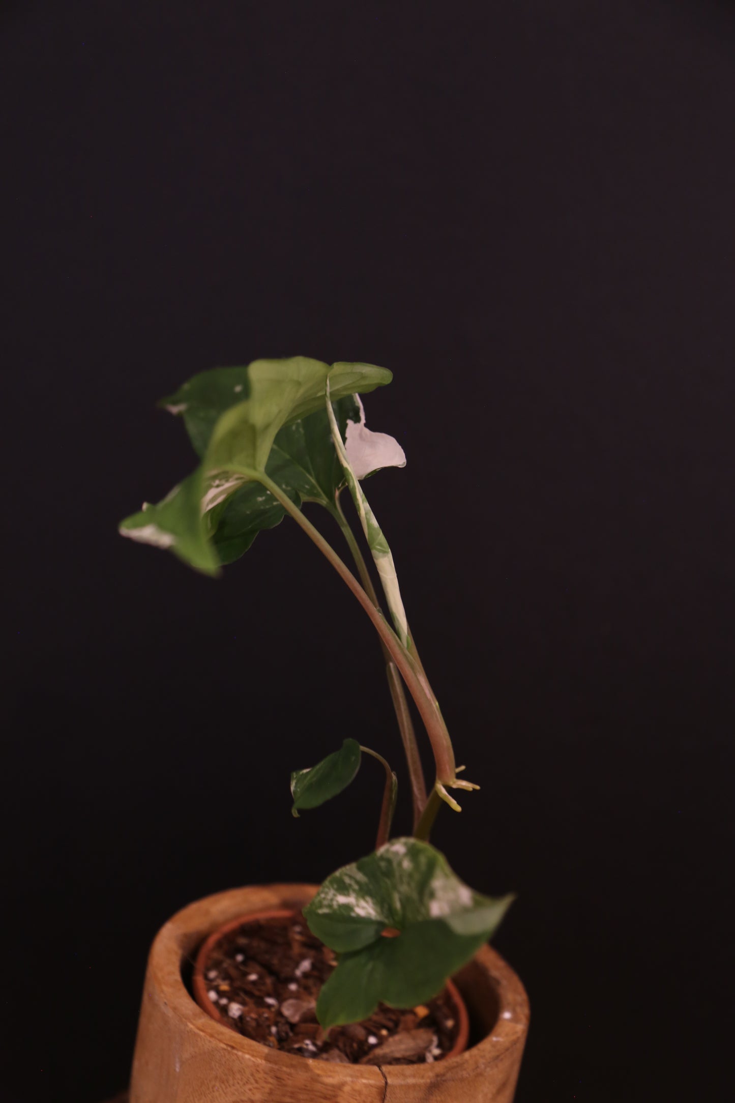 Syngonium Podophyllum Albo Variegata - Bold White Patches - Full Established Plant - Rooted Plant UK