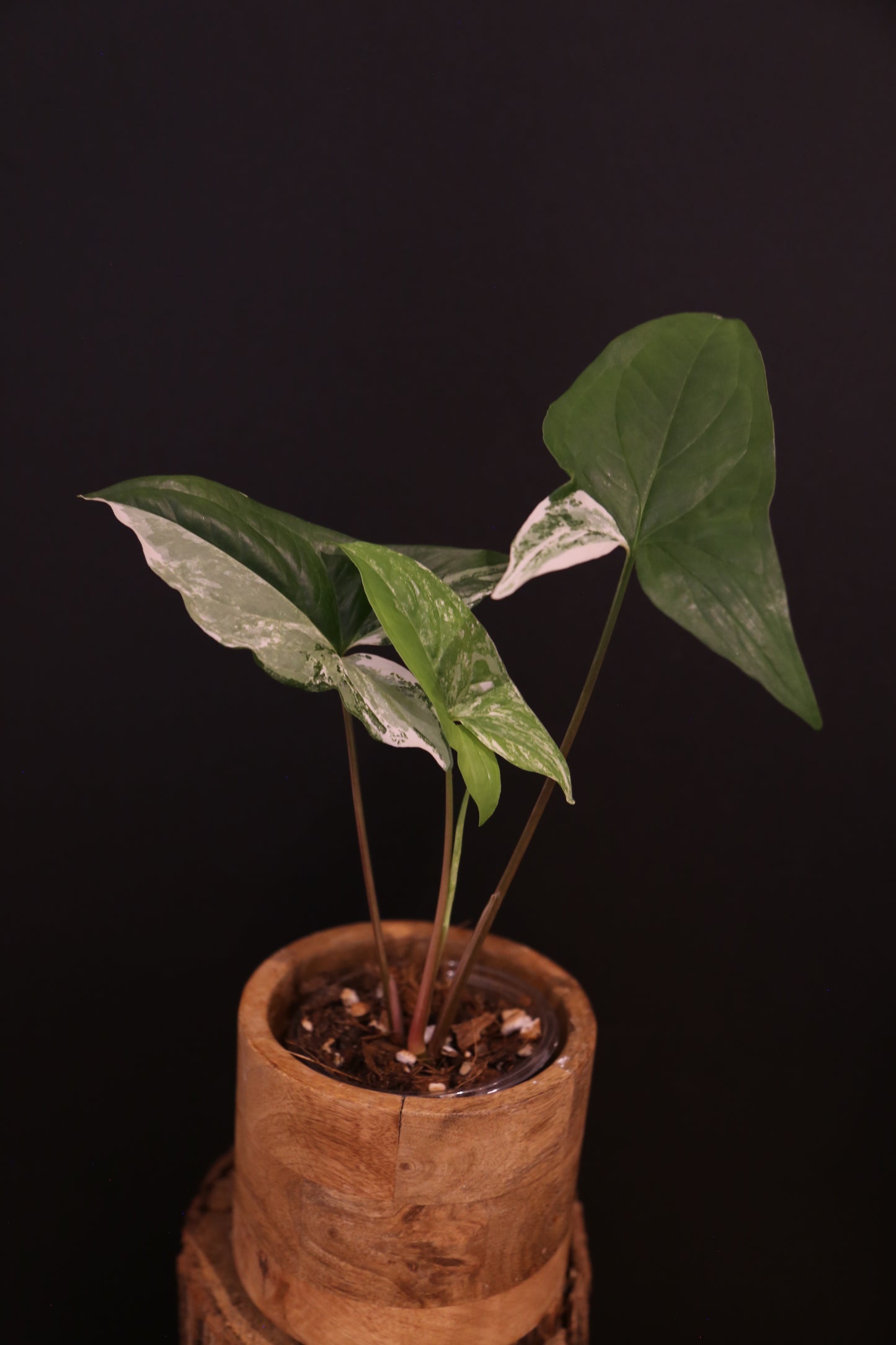 Syngonium Podophyllum Albo Variegata - Speckled Variegation - Young Starter Plant - Rooted Plant UK