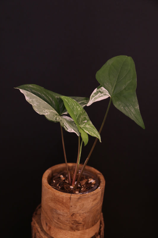 Syngonium Podophyllum Albo Variegata - Speckled Variegation - Young Starter Plant - Rooted Plant UK