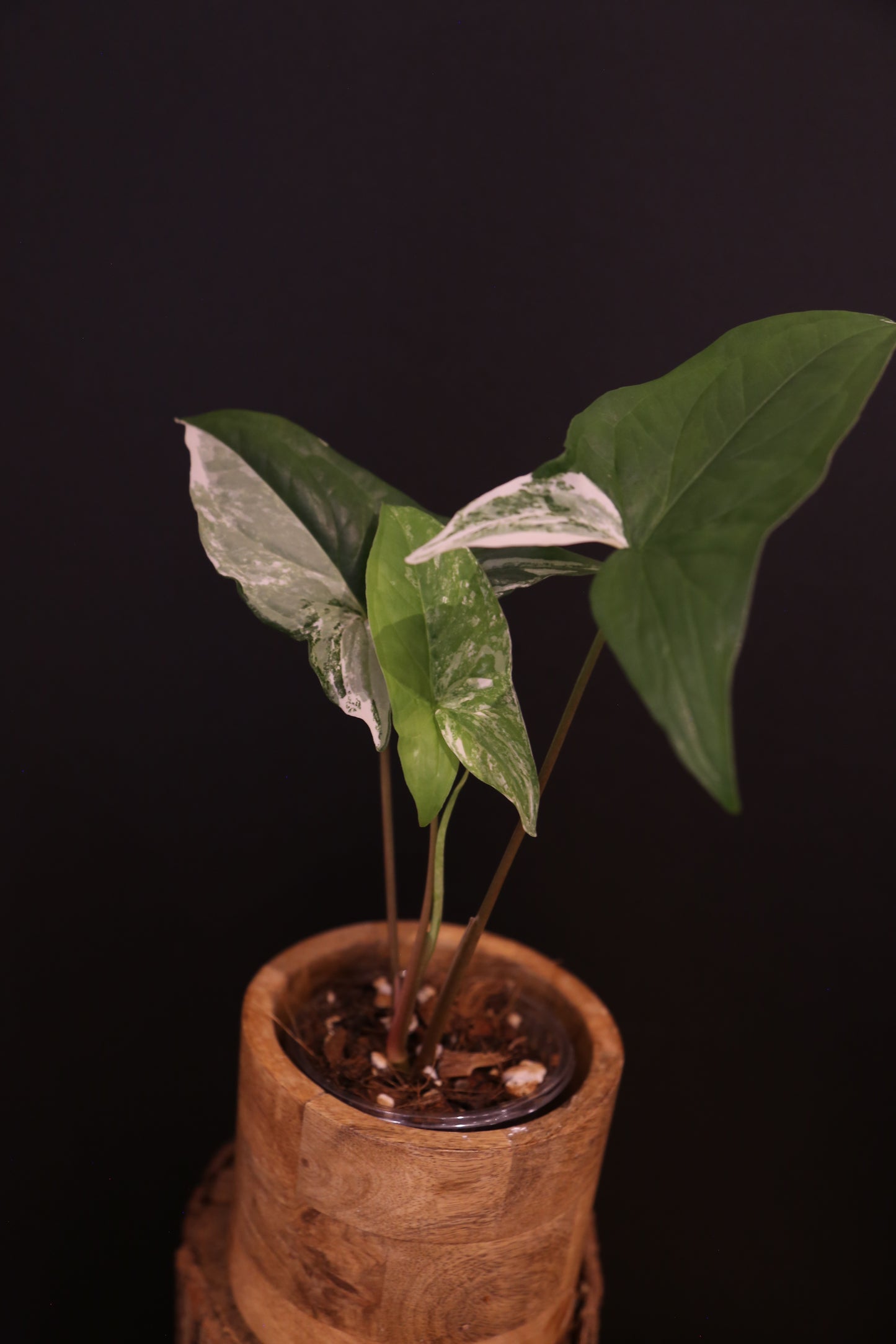 Syngonium Podophyllum Albo Variegata - Speckled Variegation - Young Starter Plant - Rooted Plant UK