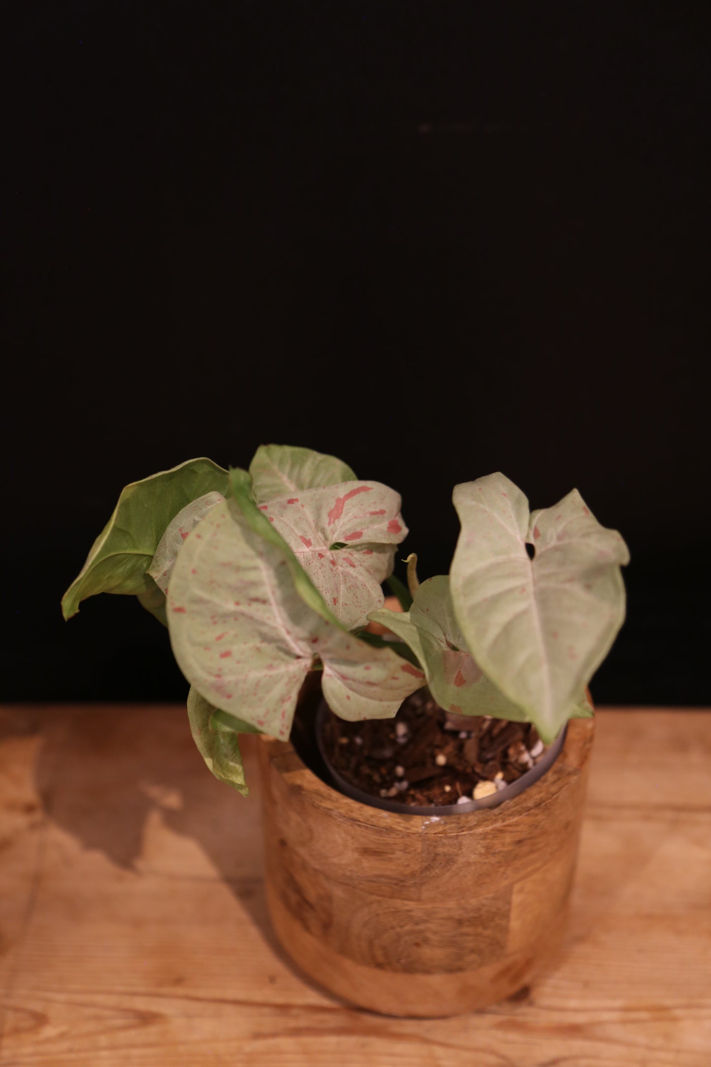 Syngonium Milk Confetti - Pink Speckled Variegation - Full Bushy Plant - Rare Houseplant UK