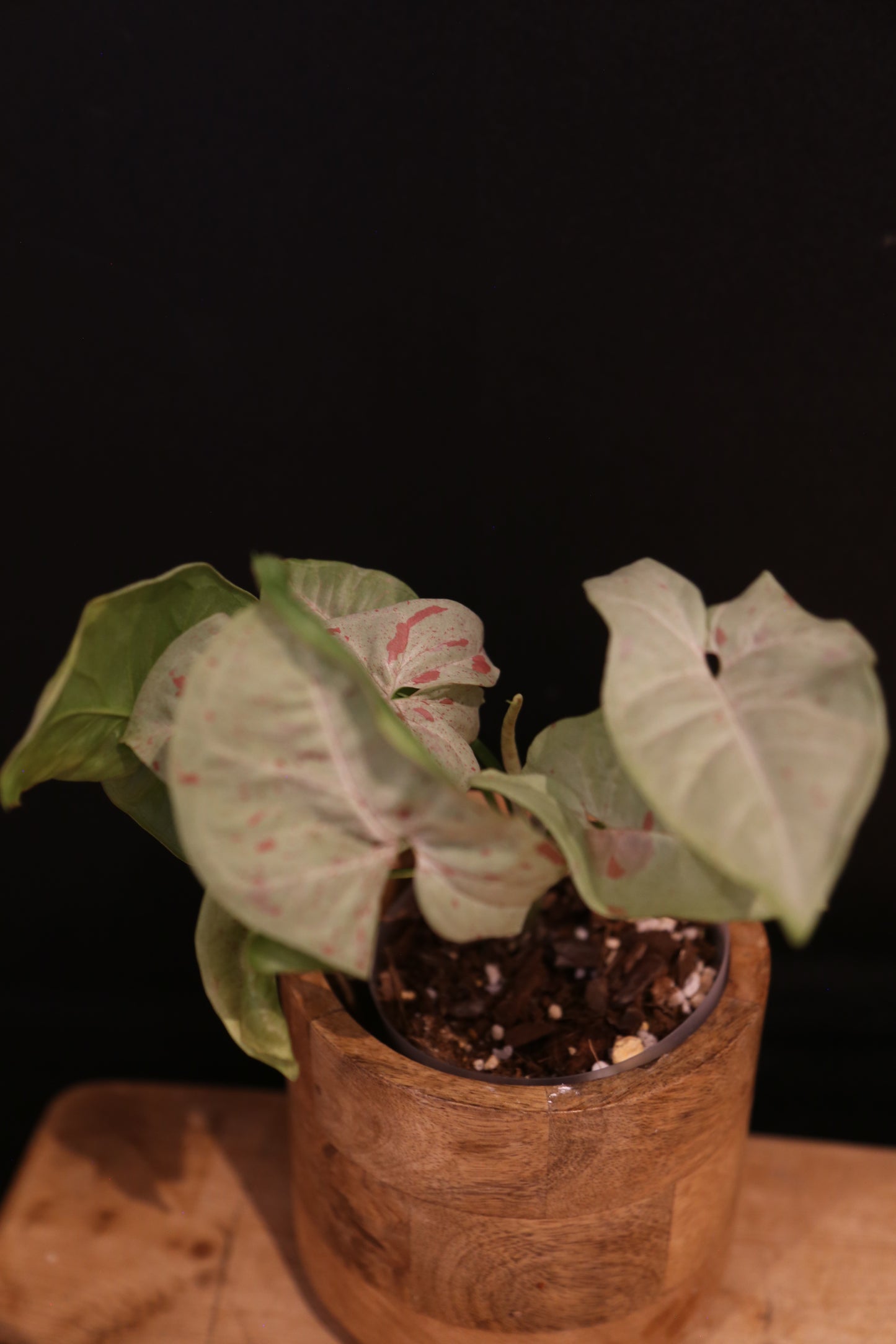 Syngonium Milk Confetti - Pink Speckled Variegation - Full Bushy Plant - Rare Houseplant UK