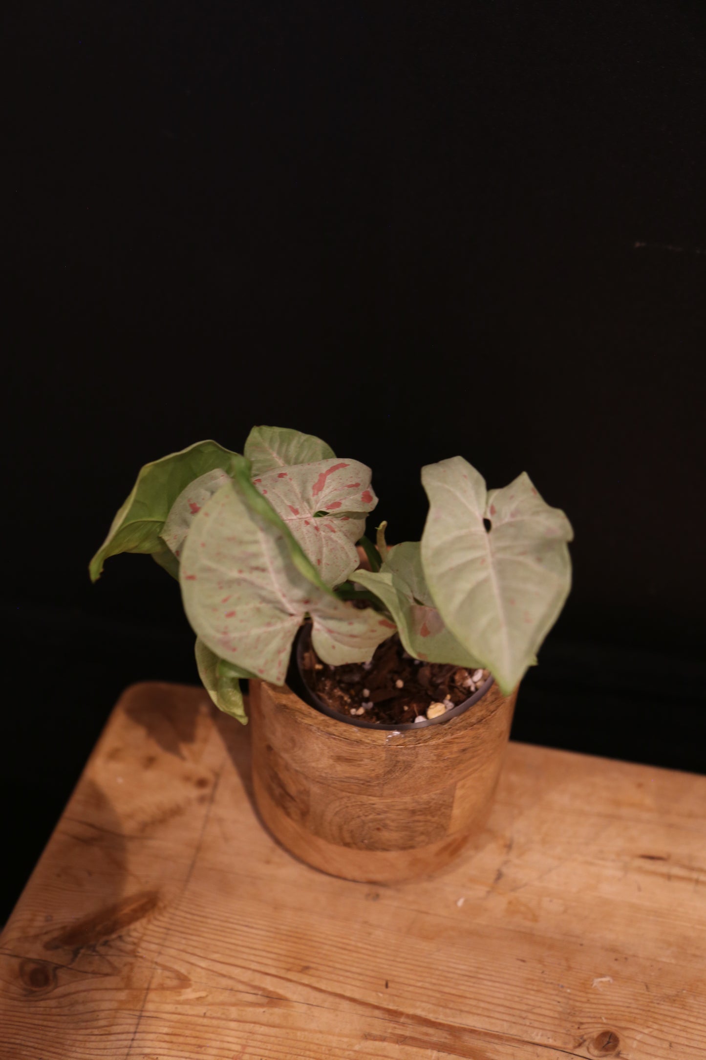 Syngonium Milk Confetti - Pink Speckled Variegation - Full Bushy Plant - Rare Houseplant UK