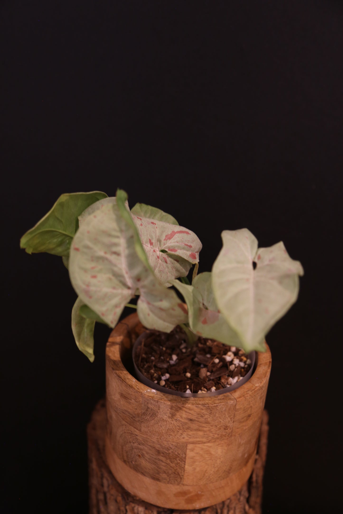 Syngonium Milk Confetti - Pink Speckled Variegation - Full Bushy Plant - Rare Houseplant UK