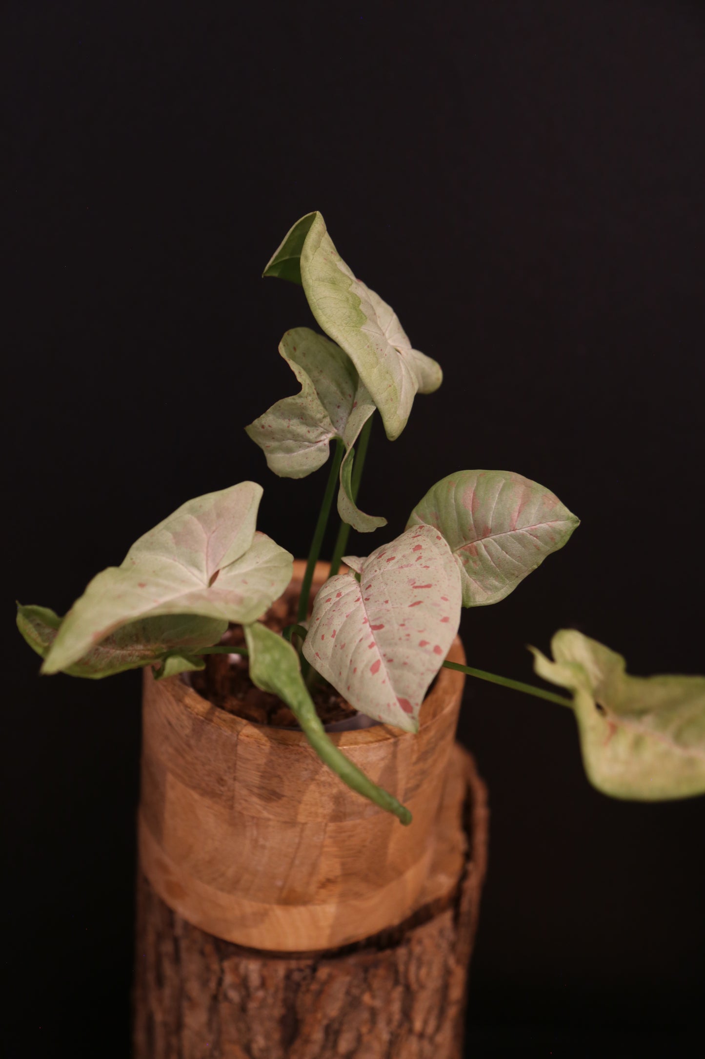Syngonium Milk Confetti - Pink Speckled Variegation - Multi Stem Trailing - Rare Houseplant UK
