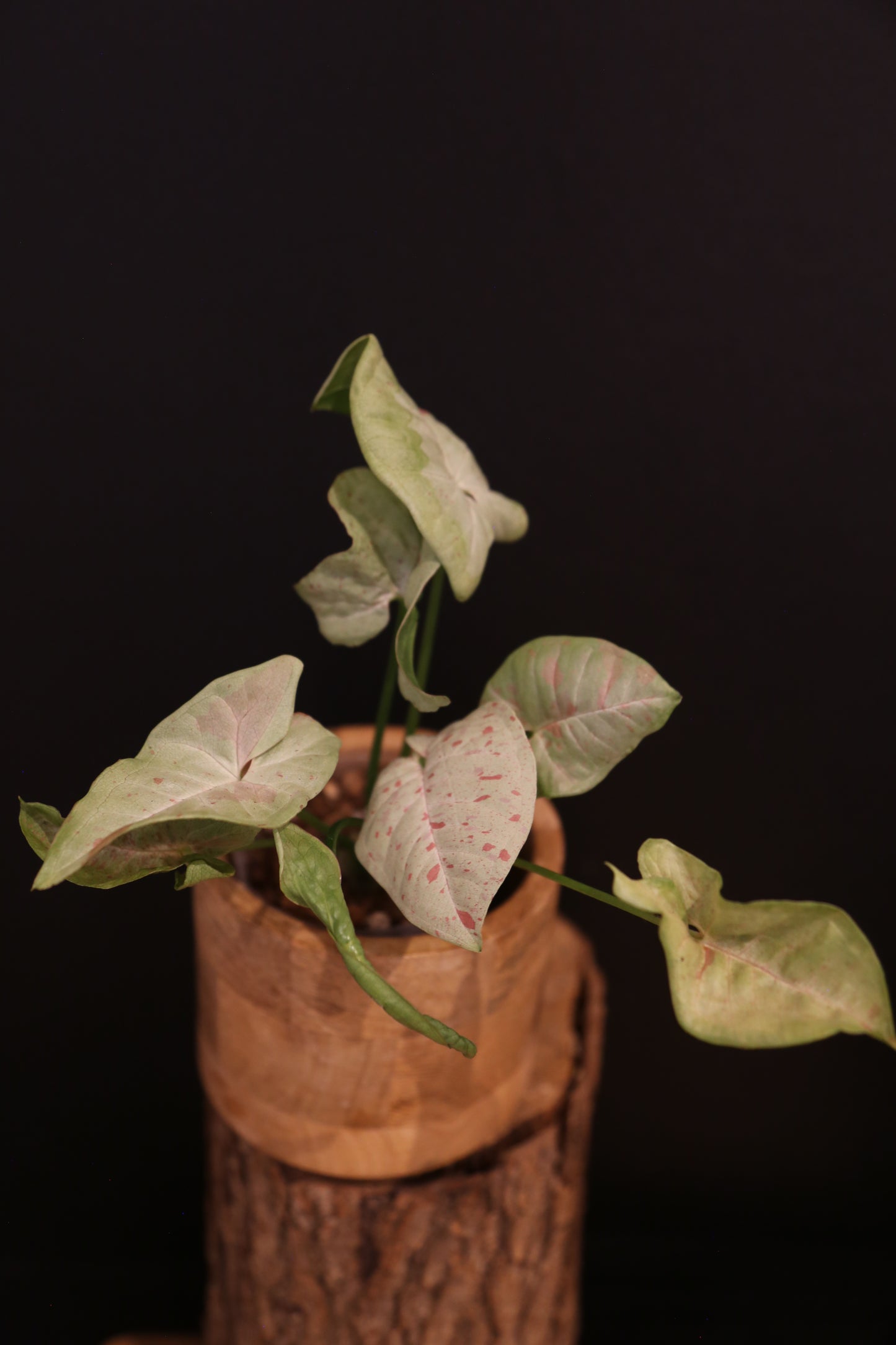 Syngonium Milk Confetti - Pink Speckled Variegation - Multi Stem Trailing - Rare Houseplant UK