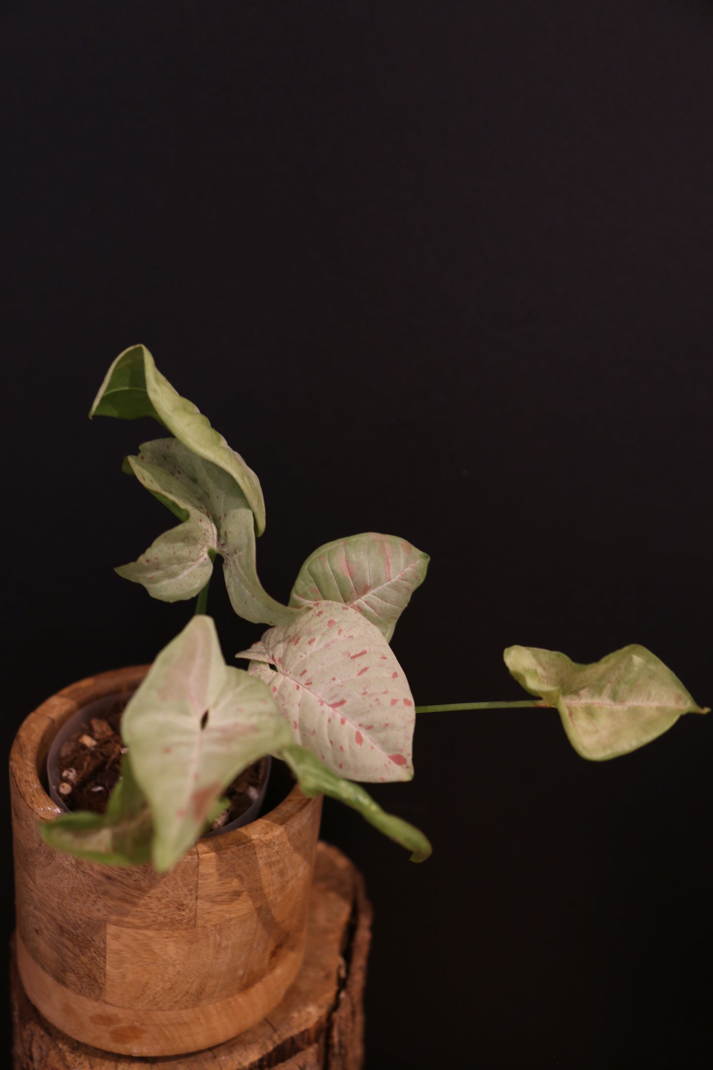 Syngonium Milk Confetti - Pink Speckled Variegation - Multi Stem Trailing - Rare Houseplant UK