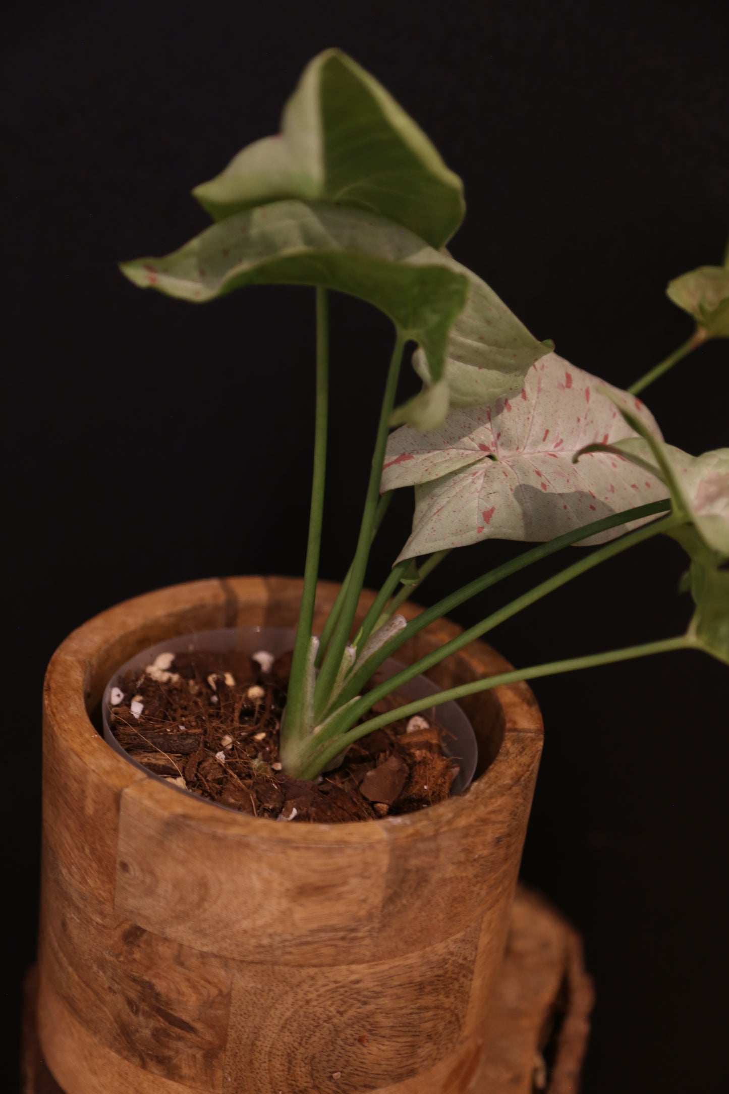 Syngonium Milk Confetti - Pink Speckled Variegation - Multi Stem Trailing - Rare Houseplant UK