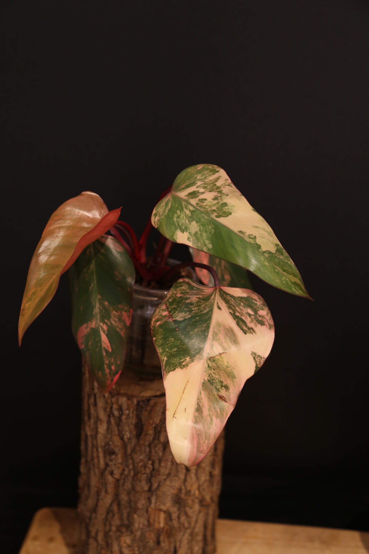 Philodendron Strawberry Shake Variegata - Red Petioles - Multi Colour Variegation - Rooted Plant UK