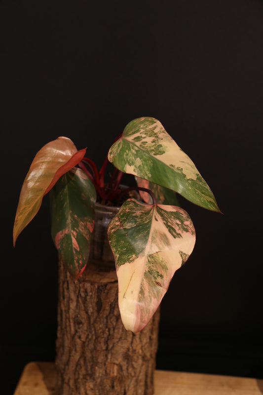 Philodendron Strawberry Shake Variegata - Red Petioles - Multi Colour Variegation - Rooted Plant UK