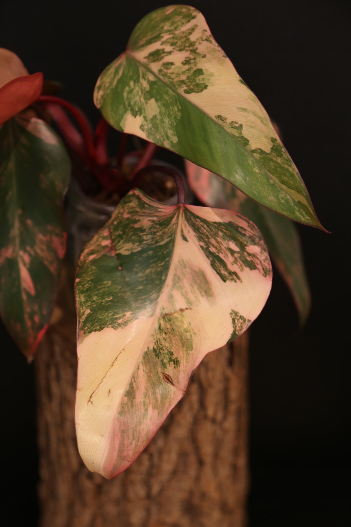 Philodendron Strawberry Shake Variegata - Red Petioles - Multi Colour Variegation - Rooted Plant UK