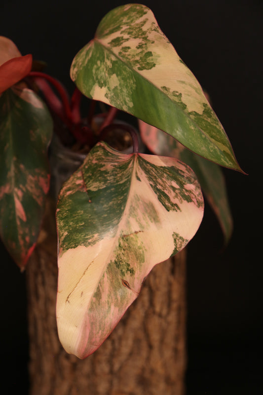 Philodendron Strawberry Shake Variegata - Red Petioles - Multi Colour Variegation - Rooted Plant UK