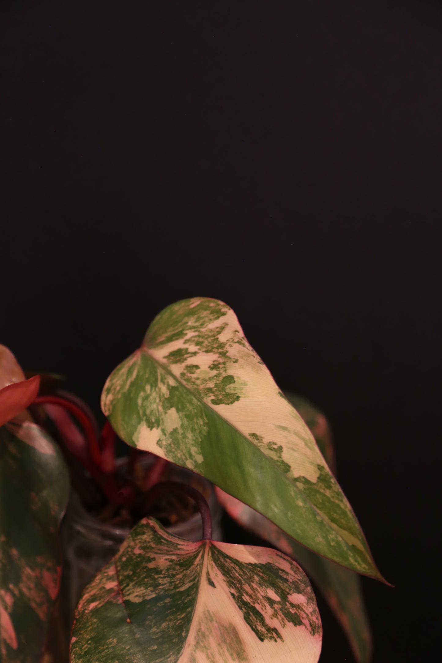 Philodendron Strawberry Shake Variegata - Red Petioles - Multi Colour Variegation - Rooted Plant UK
