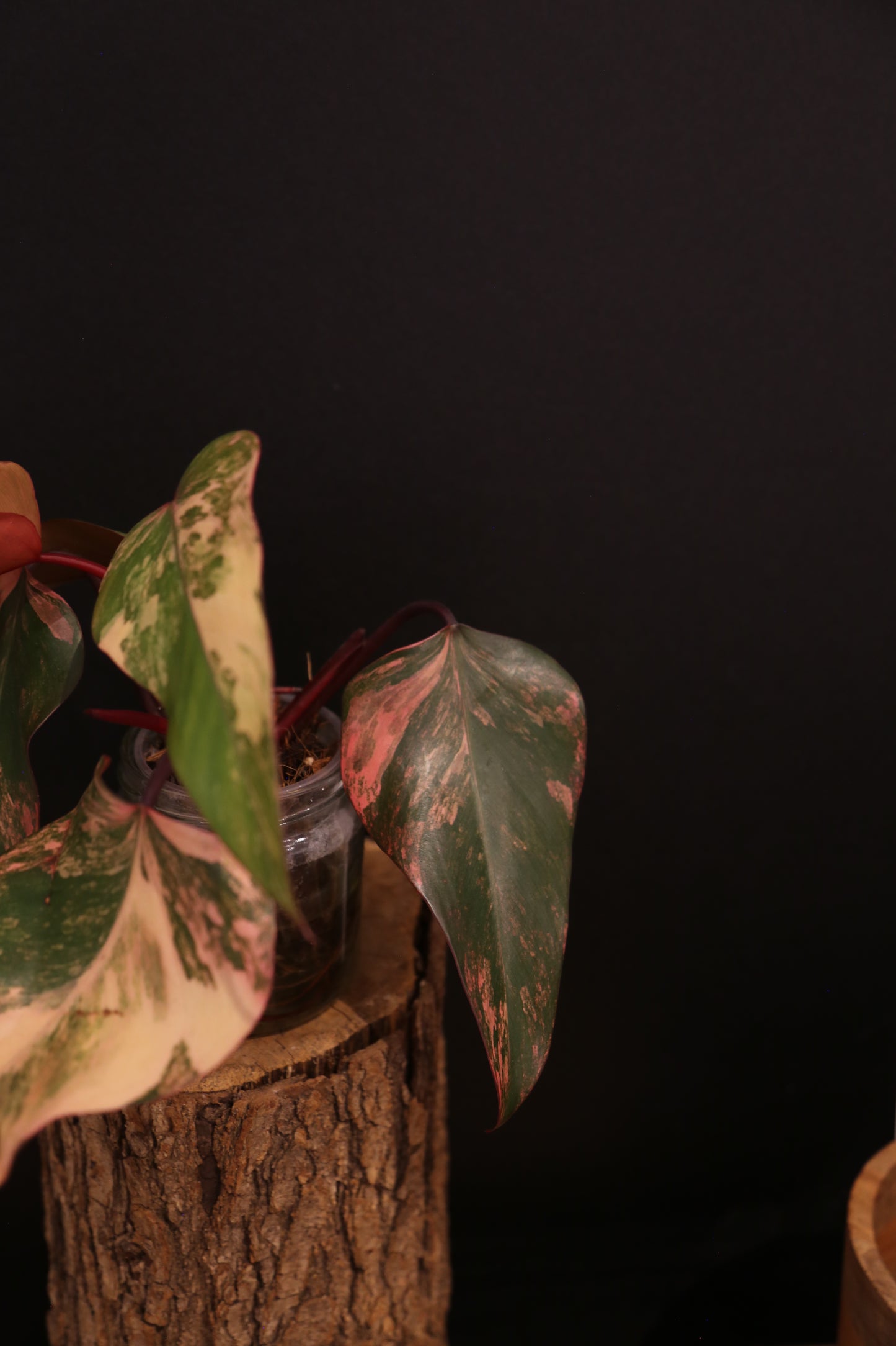 Philodendron Strawberry Shake Variegata - Red Petioles - Multi Colour Variegation - Rooted Plant UK