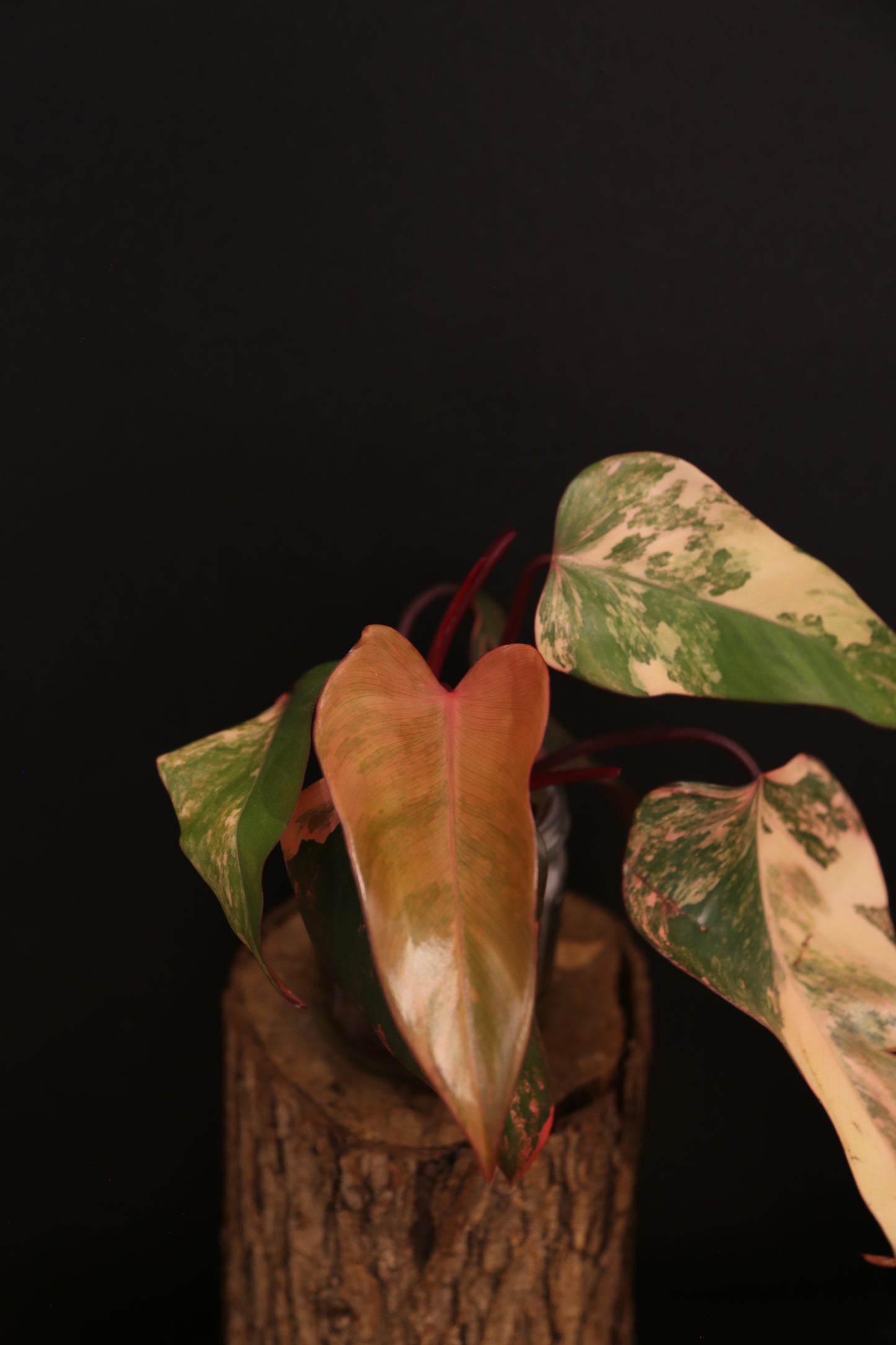 Philodendron Strawberry Shake Variegata - Red Petioles - Multi Colour Variegation - Rooted Plant UK