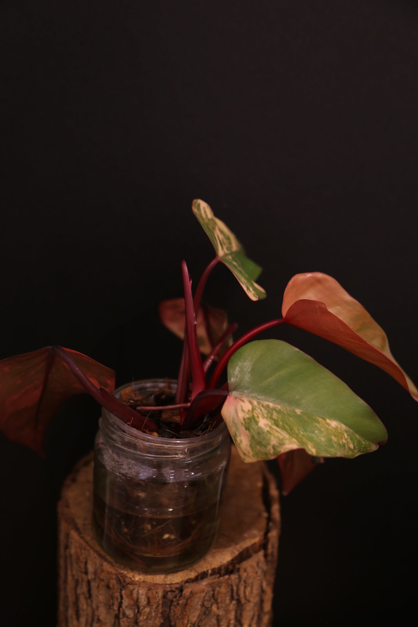 Philodendron Strawberry Shake Variegata - Red Petioles - Multi Colour Variegation - Rooted Plant UK