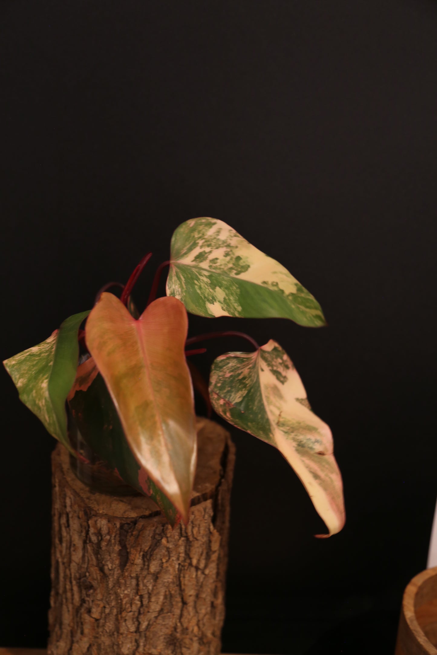 Philodendron Strawberry Shake Variegata - Red Petioles - Multi Colour Variegation - Rooted Plant UK