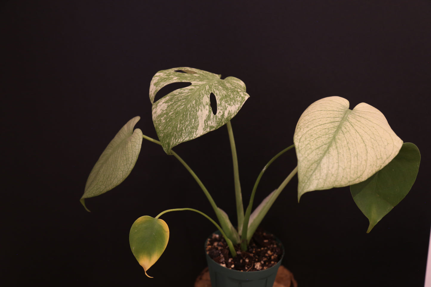 Monstera White Monster Variegata - Heavy White Variegation - Fenestrated Leaf - Rooted Established Plant UK