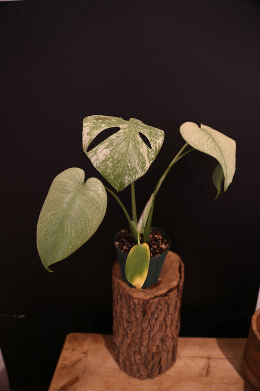 Monstera White Monster Variegata - Heavy White Variegation - Fenestrated Leaf - Rooted Established Plant UK