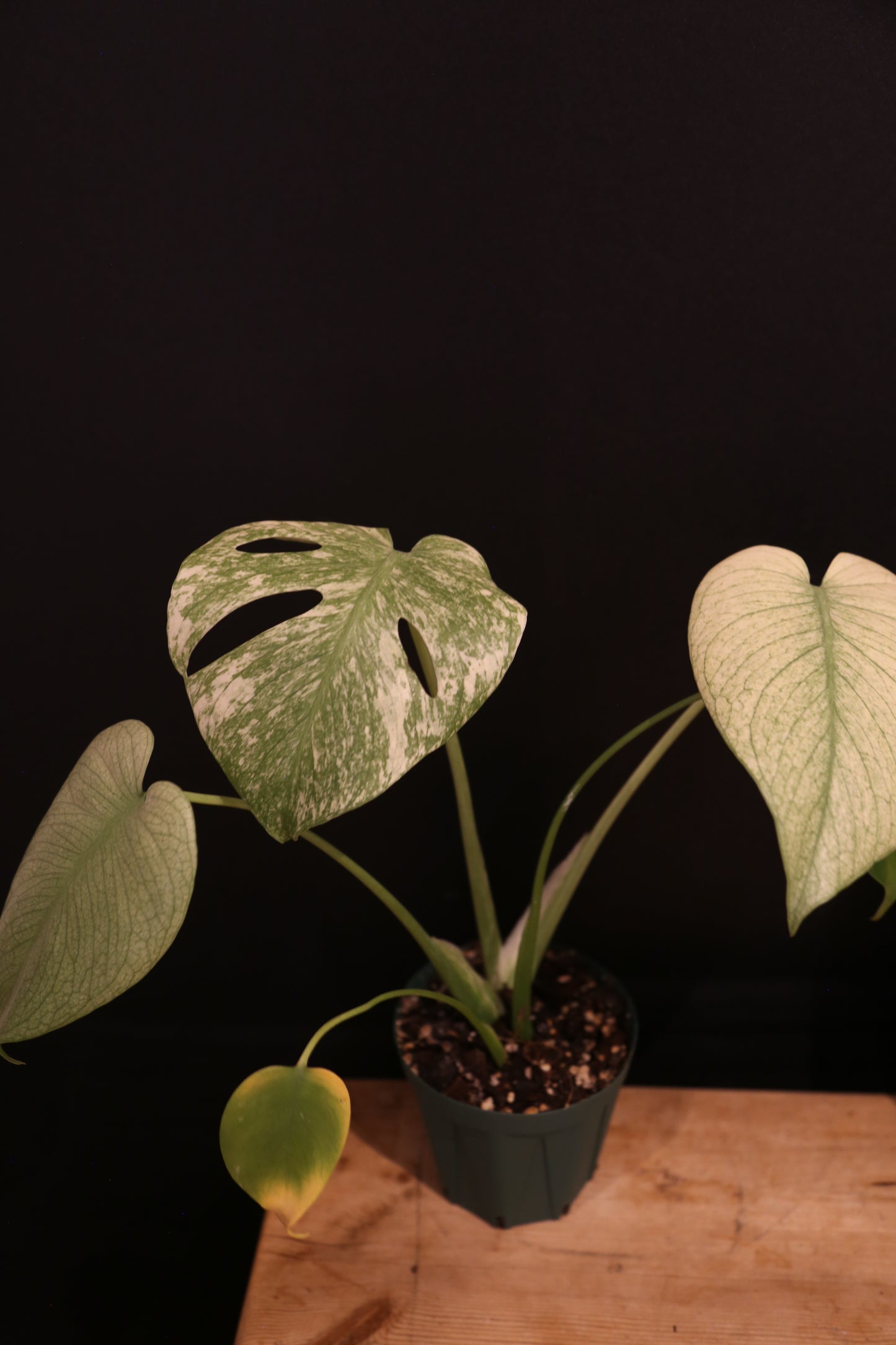 Monstera White Monster Variegata - Heavy White Variegation - Fenestrated Leaf - Rooted Established Plant UK