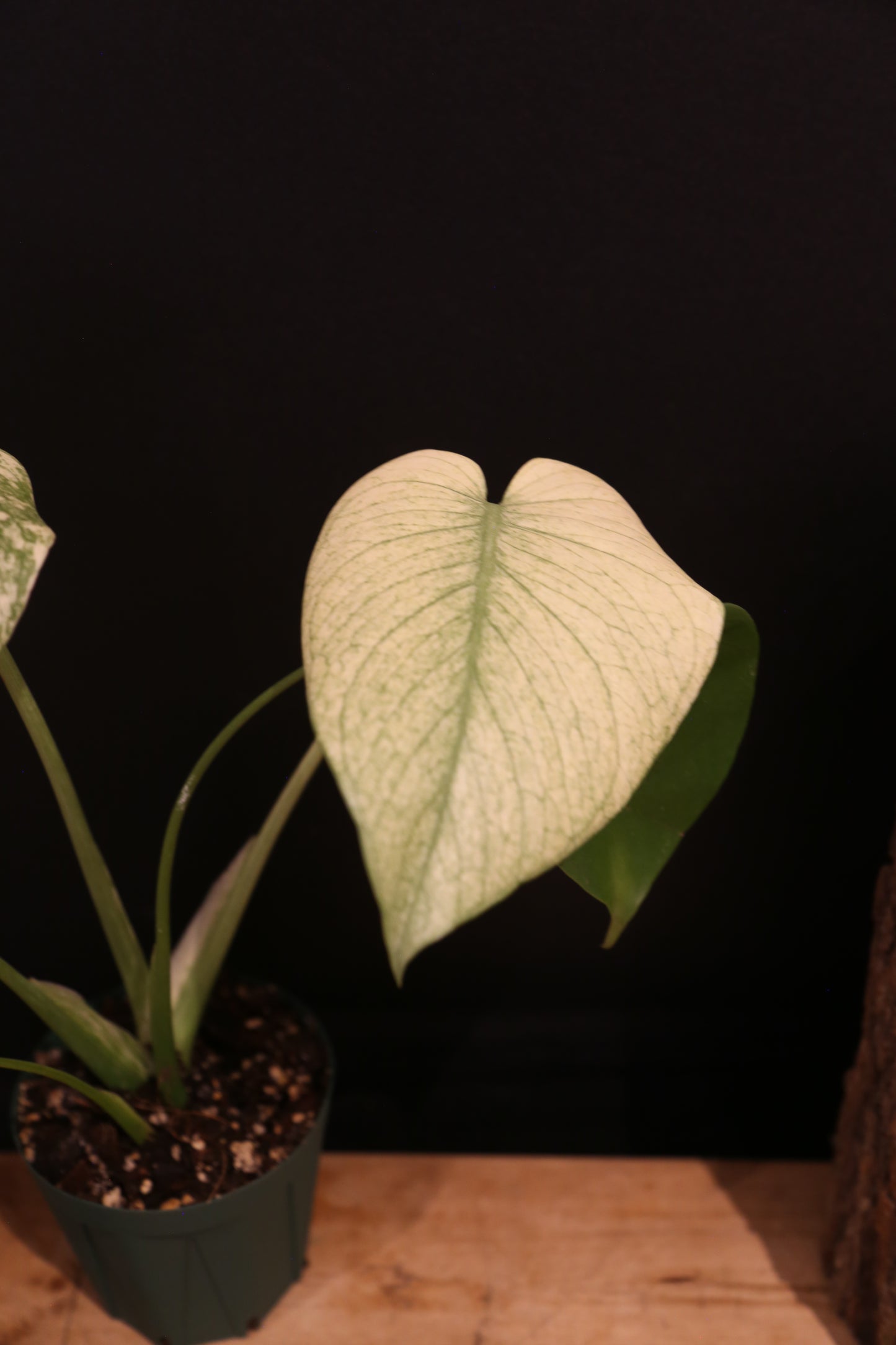 Monstera White Monster Variegata - Heavy White Variegation - Fenestrated Leaf - Rooted Established Plant UK