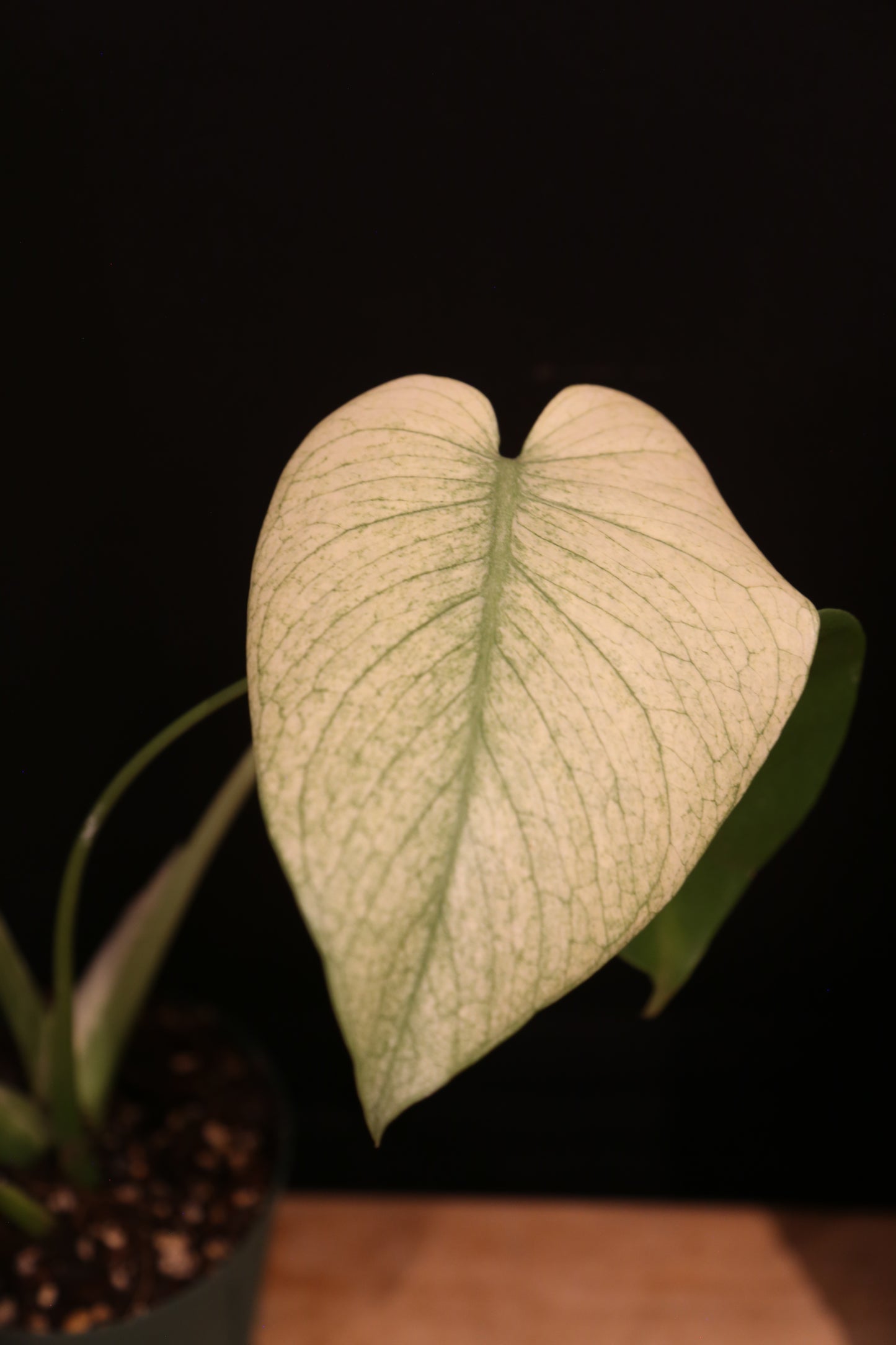 Monstera White Monster Variegata - Heavy White Variegation - Fenestrated Leaf - Rooted Established Plant UK