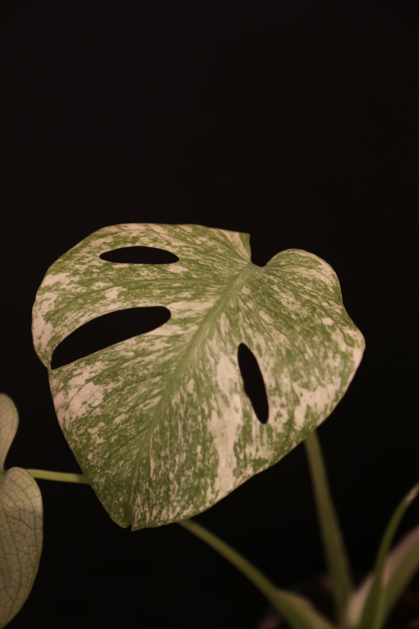 Monstera White Monster Variegata - Heavy White Variegation - Fenestrated Leaf - Rooted Established Plant UK