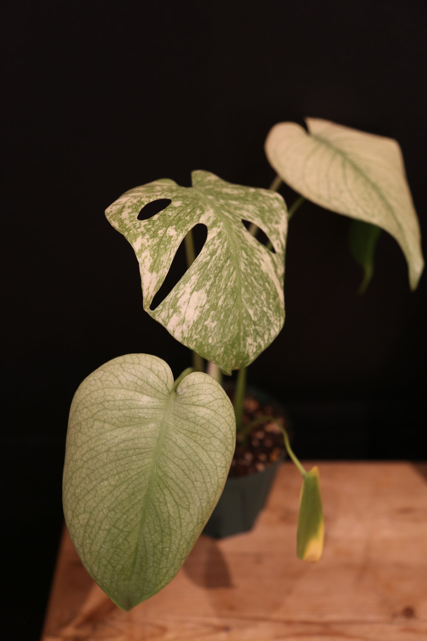 Monstera White Monster Variegata - Heavy White Variegation - Fenestrated Leaf - Rooted Established Plant UK