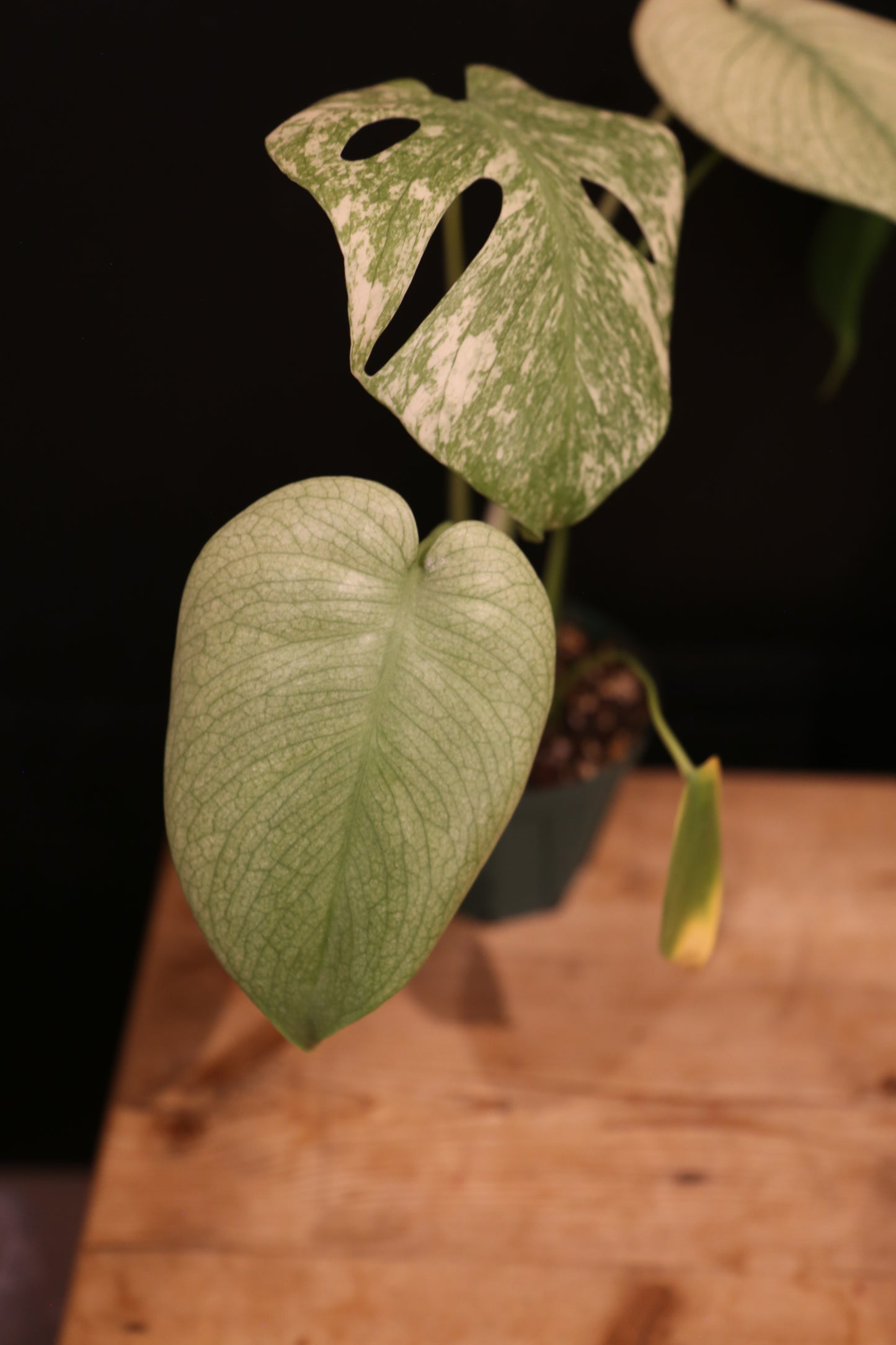 Monstera White Monster Variegata - Heavy White Variegation - Fenestrated Leaf - Rooted Established Plant UK