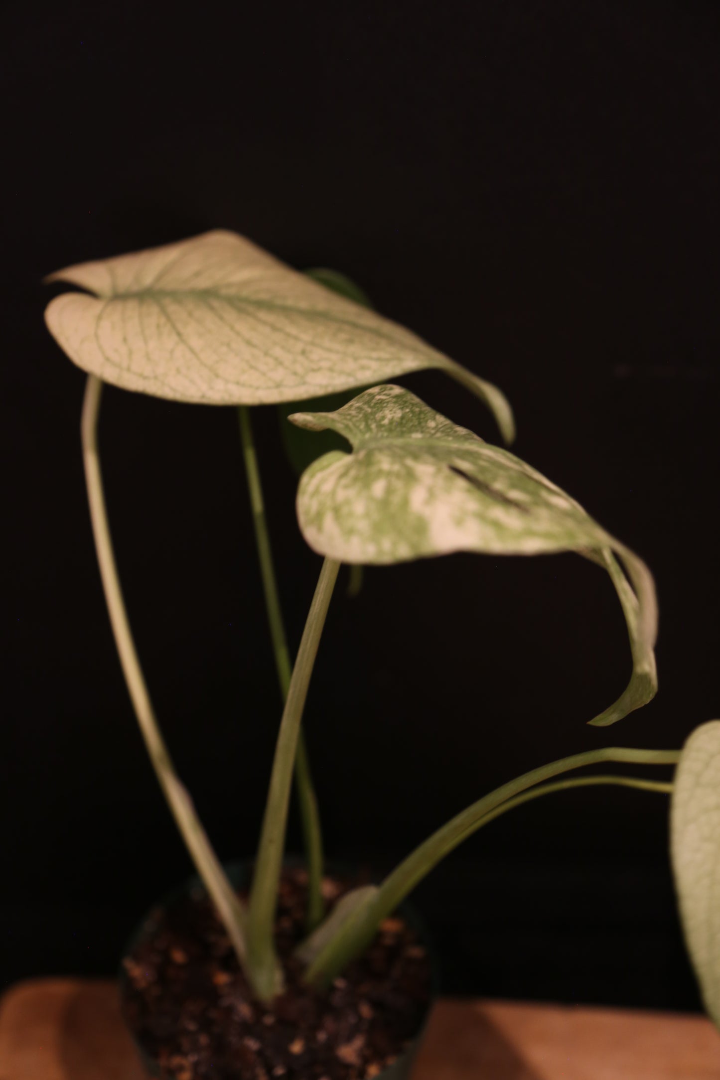 Monstera White Monster Variegata - Heavy White Variegation - Fenestrated Leaf - Rooted Established Plant UK