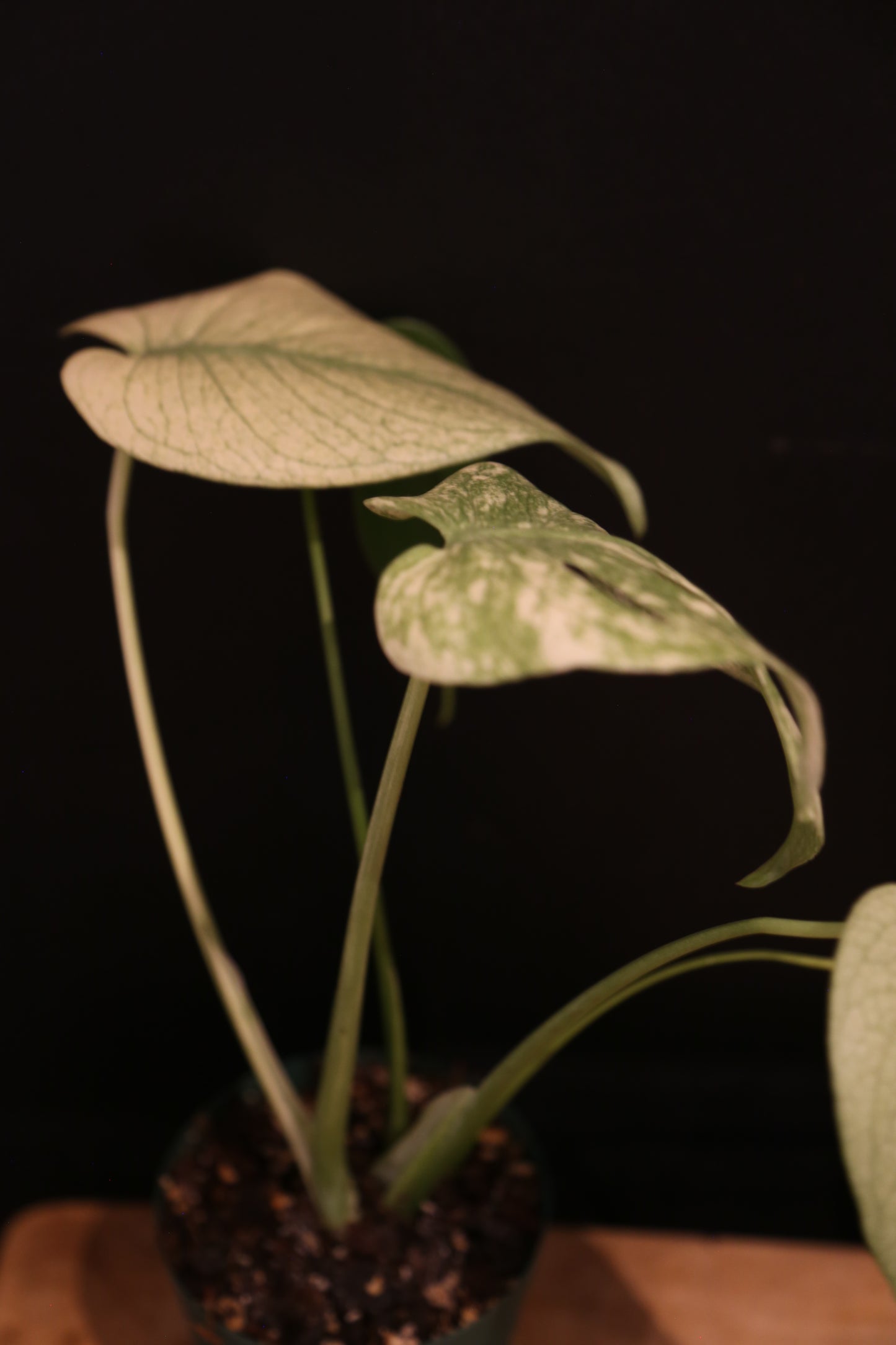 Monstera White Monster Variegata - Heavy White Variegation - Fenestrated Leaf - Rooted Established Plant UK