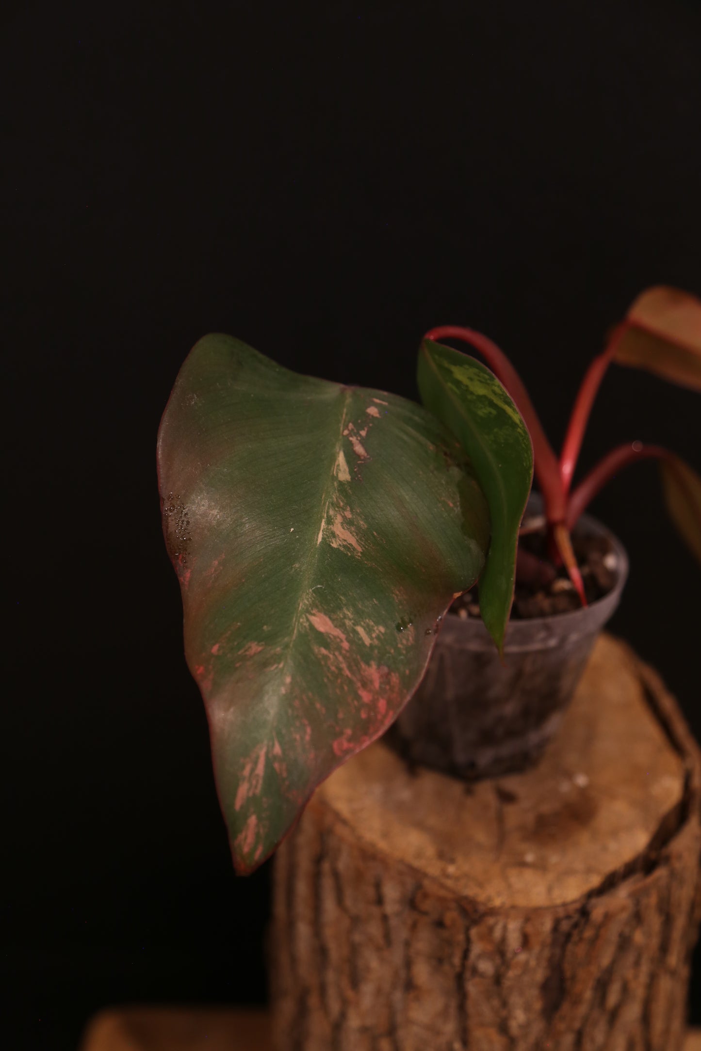 Philodendron Strawberry Shake Variegata - Pink Splash on Dark Leaf - New Leaf Emerging - Rooted Plant UK