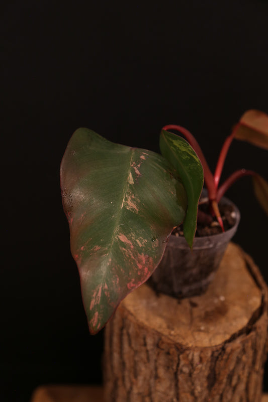 Philodendron Strawberry Shake Variegata - Pink Splash on Dark Leaf - New Leaf Emerging - Rooted Plant UK