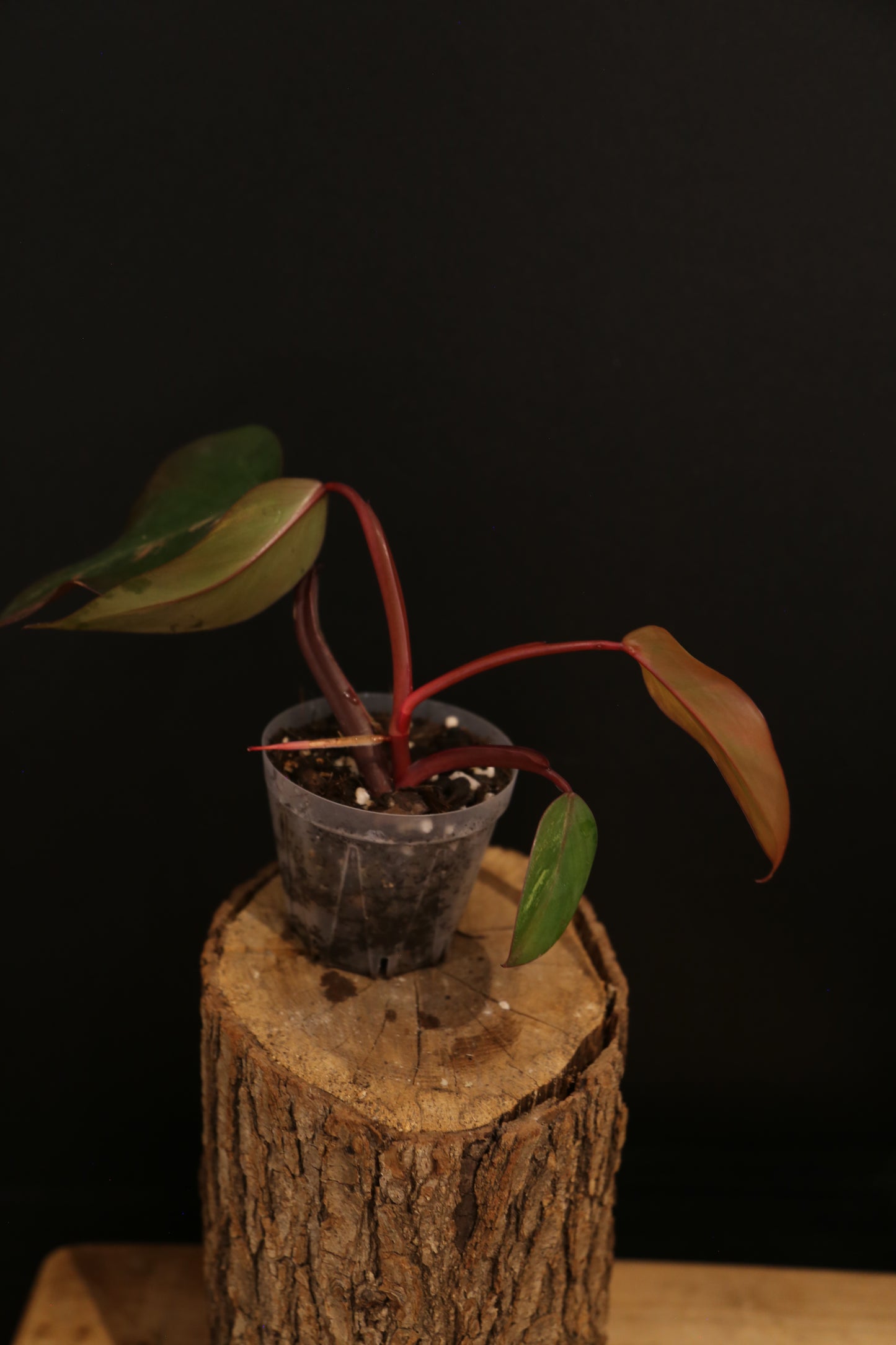 Philodendron Strawberry Shake Variegata - Pink Splash on Dark Leaf - New Leaf Emerging - Rooted Plant UK