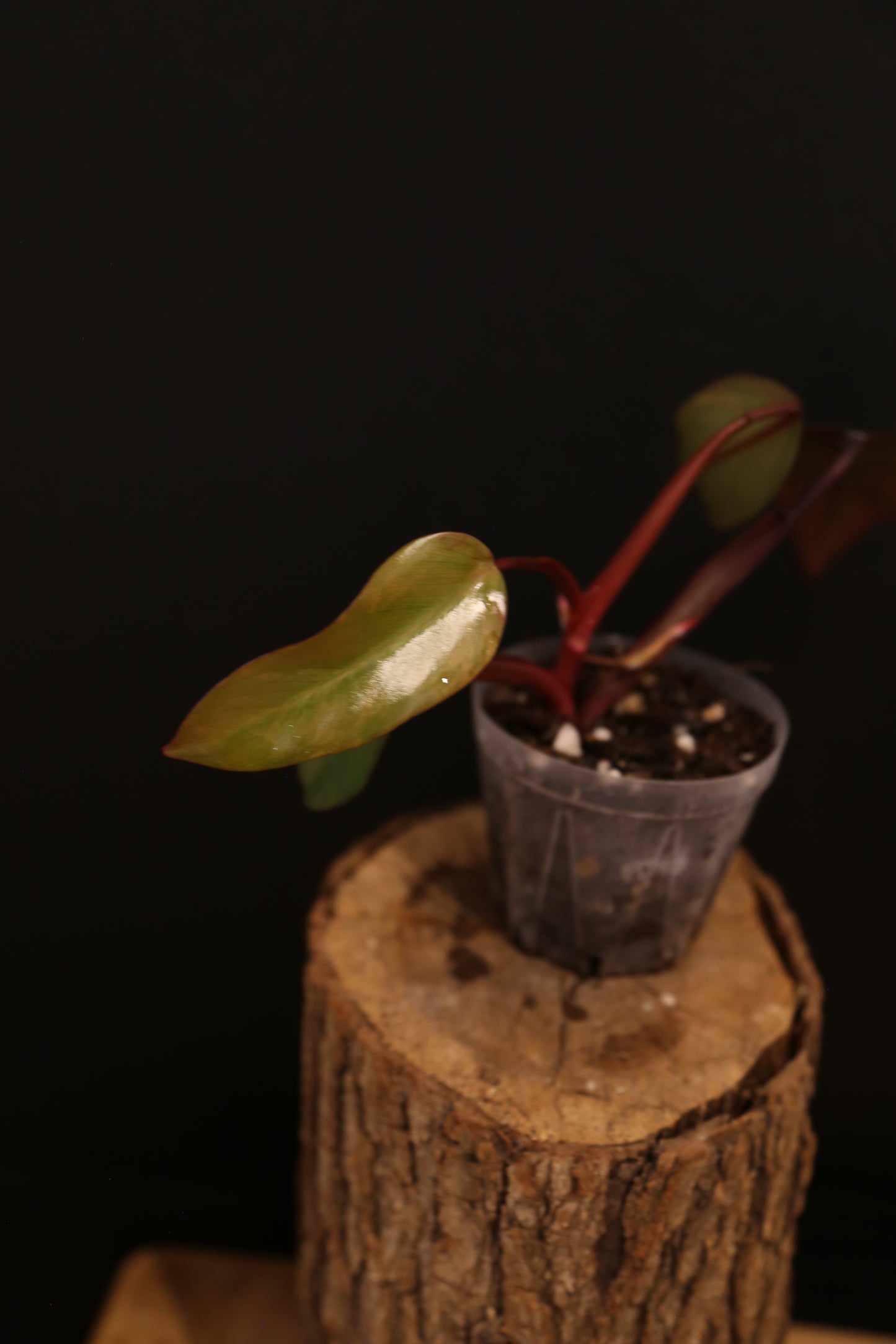Philodendron Strawberry Shake Variegata - Pink Splash on Dark Leaf - New Leaf Emerging - Rooted Plant UK