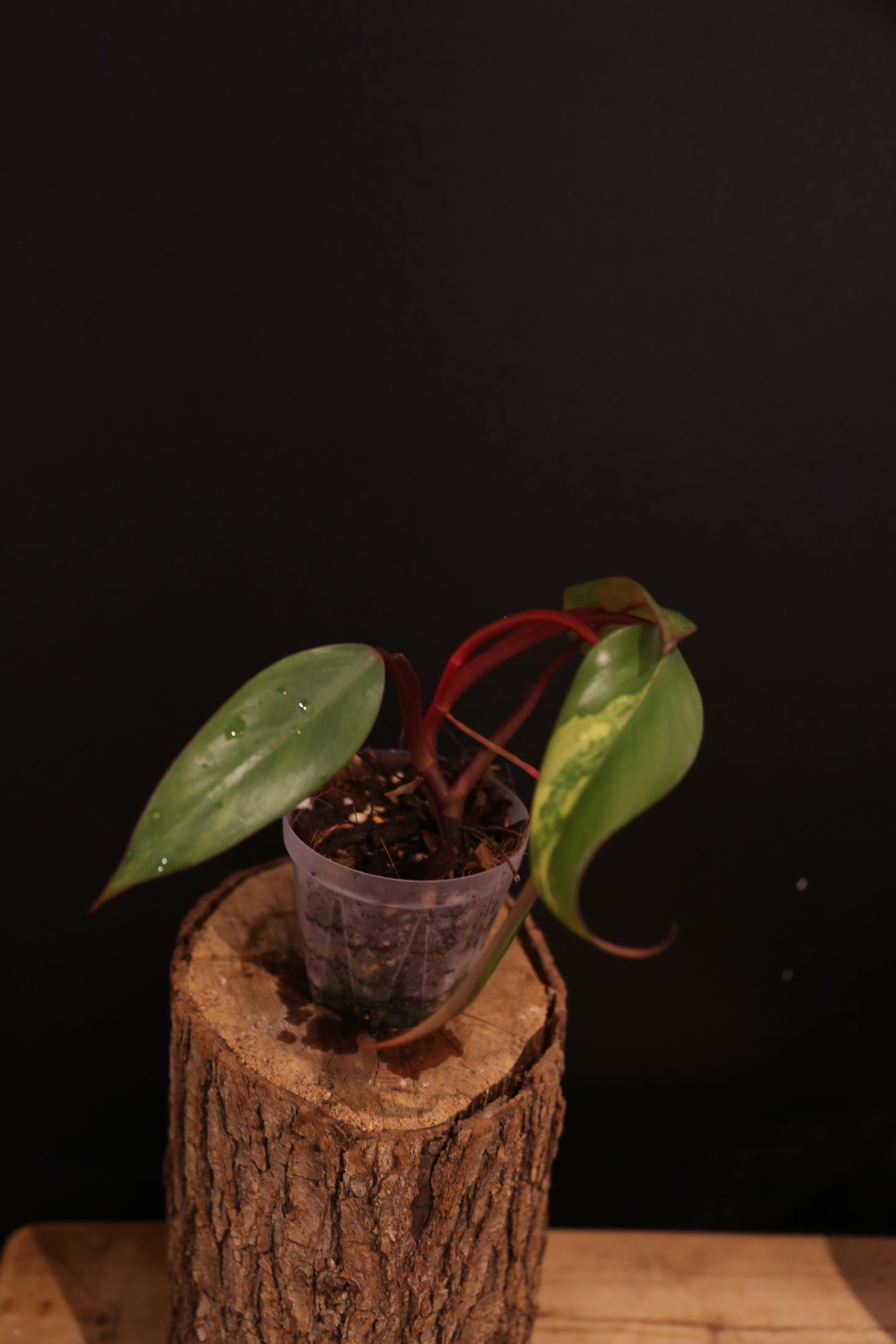 Philodendron Strawberry Shake Variegata - Red Petioles - New Leaf Emerging - Rooted Starter Plant UK