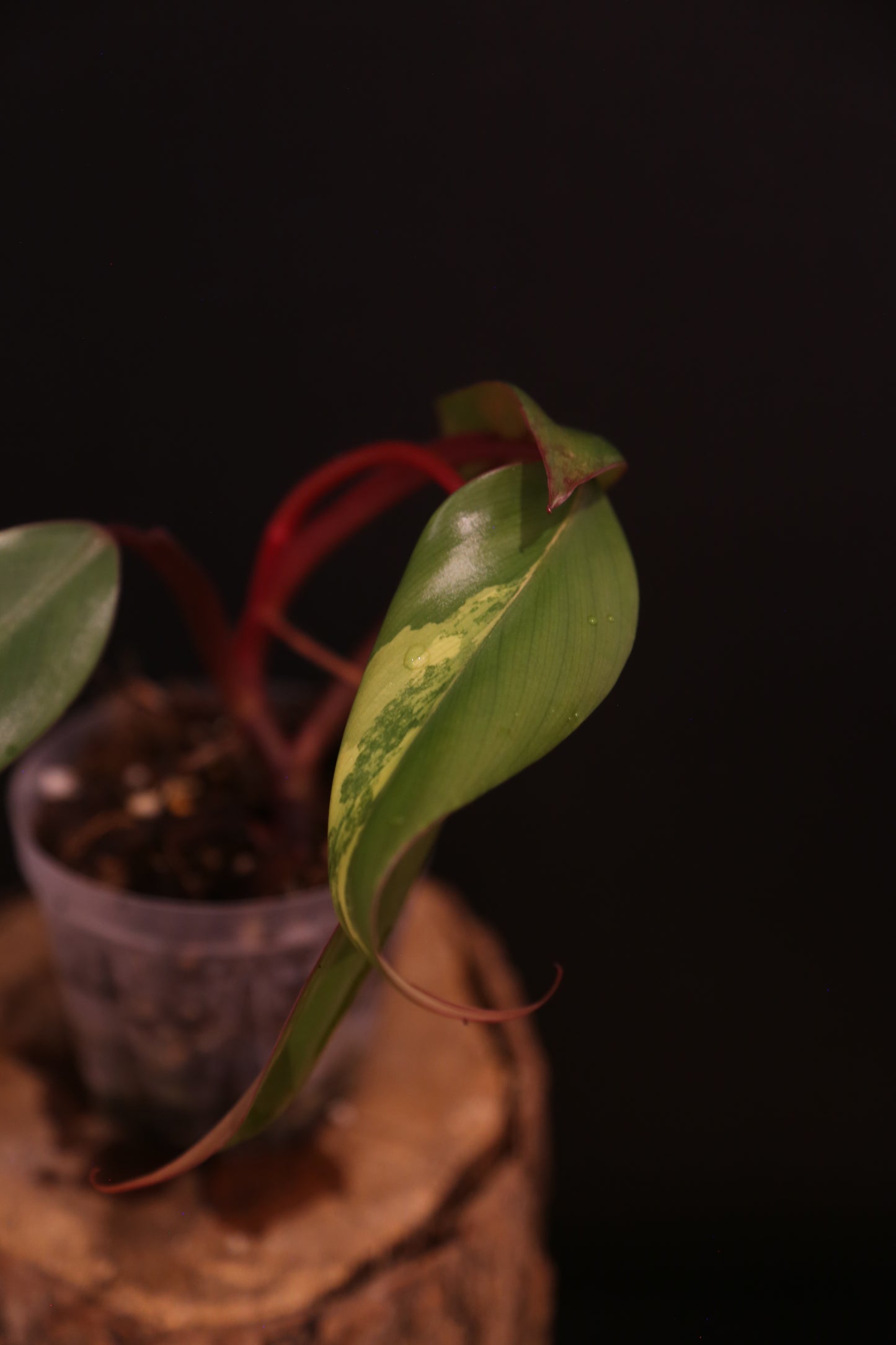 Philodendron Strawberry Shake Variegata - Red Petioles - New Leaf Emerging - Rooted Starter Plant UK