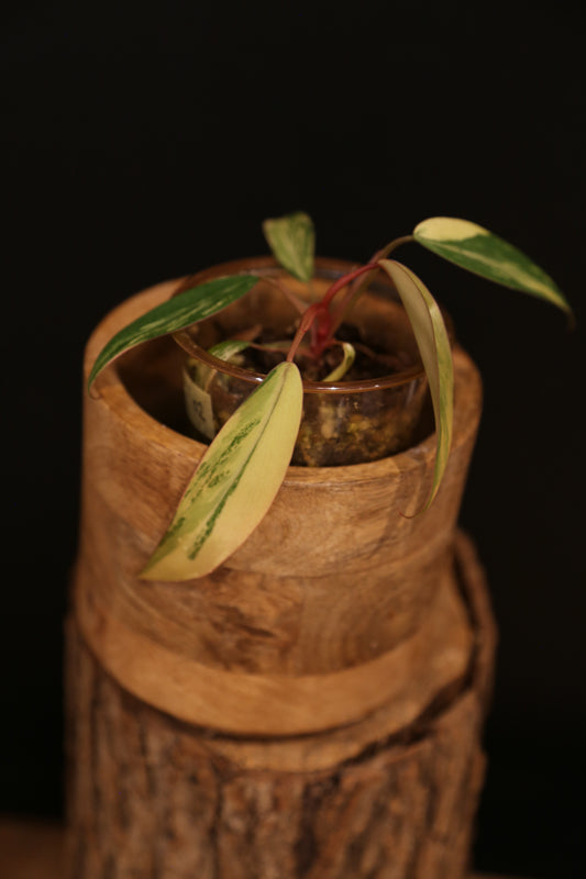 Philodendron Strawberry Shake Variegata - Multiple New Leaves - Cream Variegation - Rooted Starter Plant UK