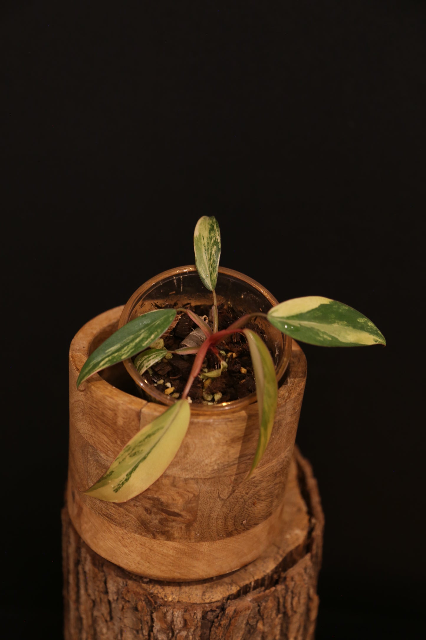 Philodendron Strawberry Shake Variegata - Multiple New Leaves - Cream Variegation - Rooted Starter Plant UK