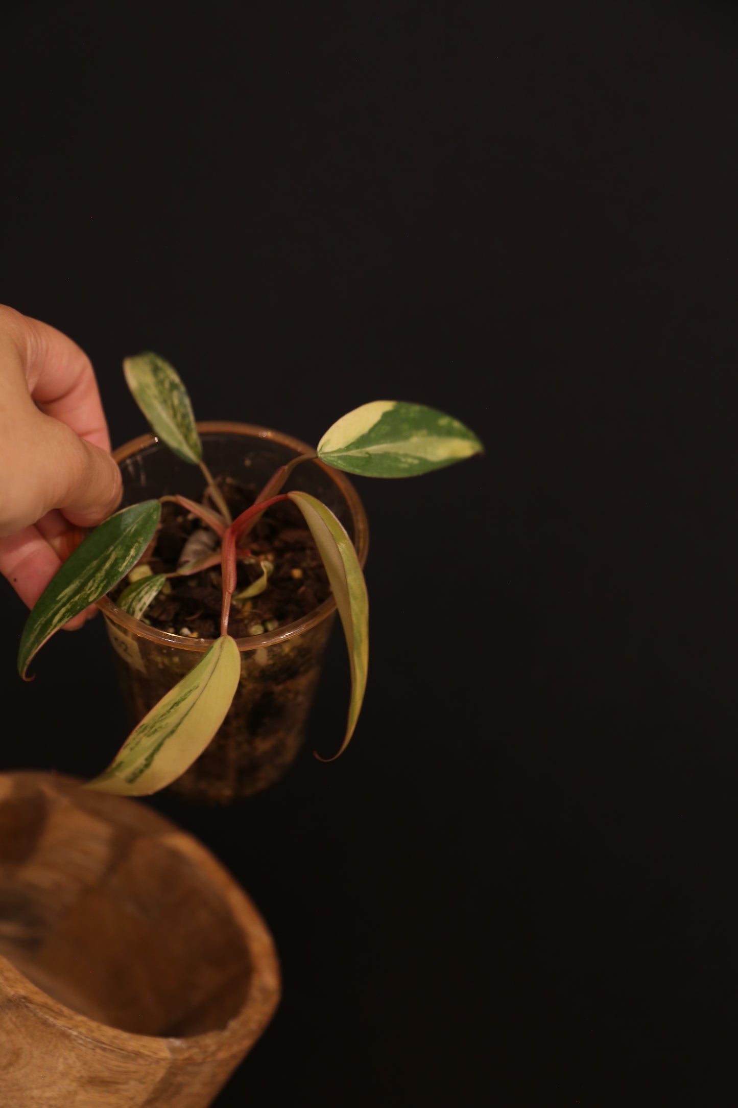 Philodendron Strawberry Shake Variegata - Multiple New Leaves - Cream Variegation - Rooted Starter Plant UK