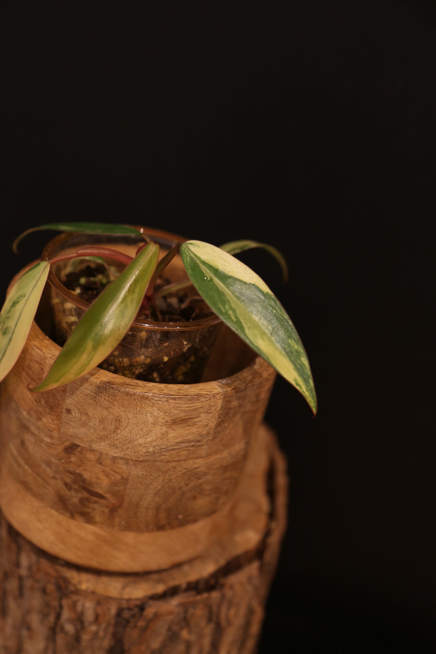 Philodendron Strawberry Shake Variegata - Multiple New Leaves - Cream Variegation - Rooted Starter Plant UK